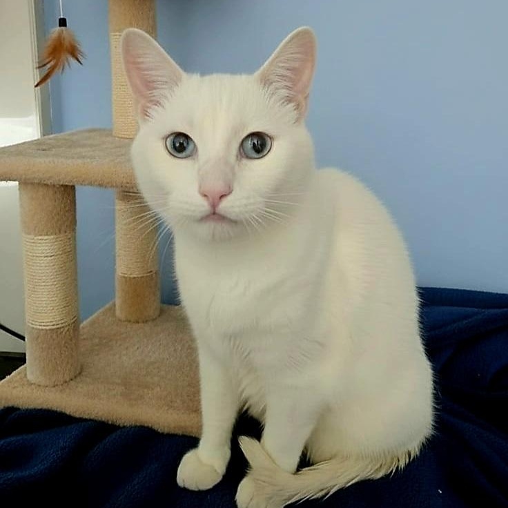 Enlarge Alfredo, an adopted Siamese in SCOTTSDALE, AZ image 2/2