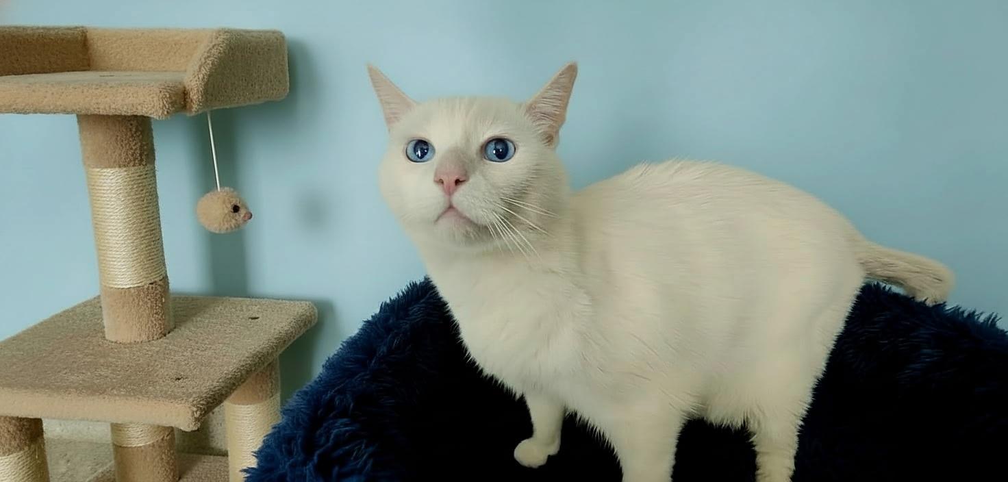 Enlarge Alfredo, an adopted Siamese in SCOTTSDALE, AZ image 1/2