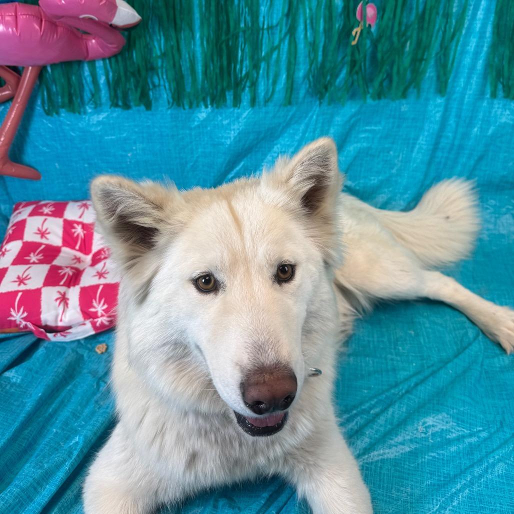 Coconut, Adoptable, Adult Female Husky.