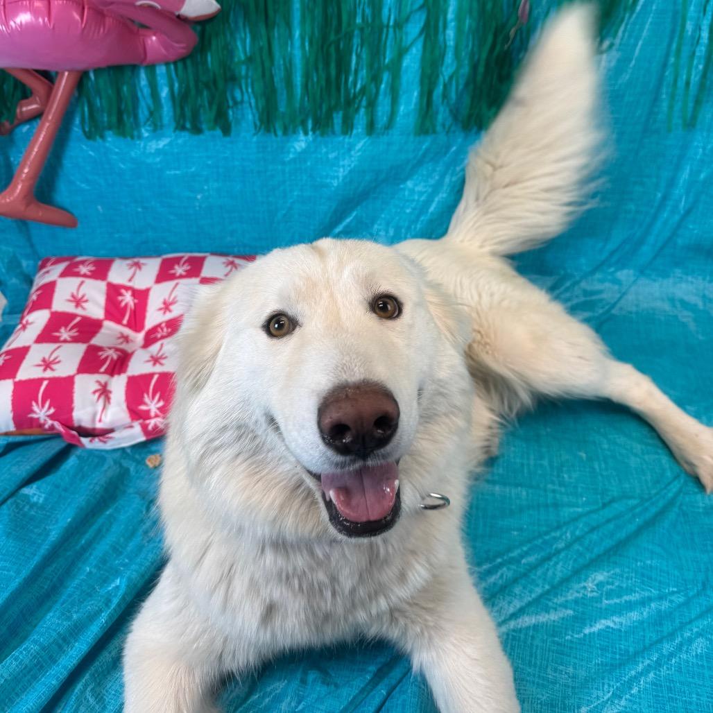 Enlarge Coconut, a Adoptable Husky in Fresno, CA image 2/3
