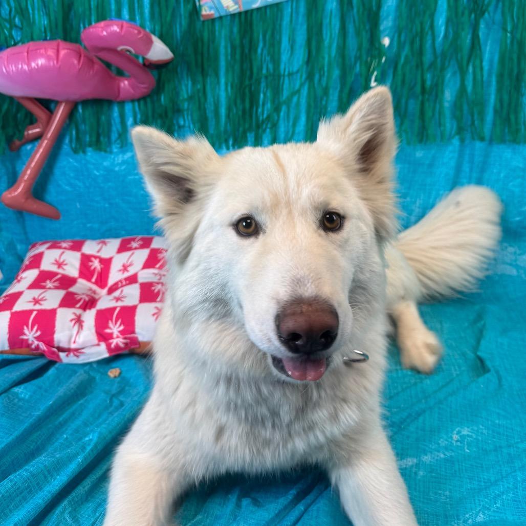 Enlarge Coconut, a Adoptable Husky in Fresno, CA image 3/3