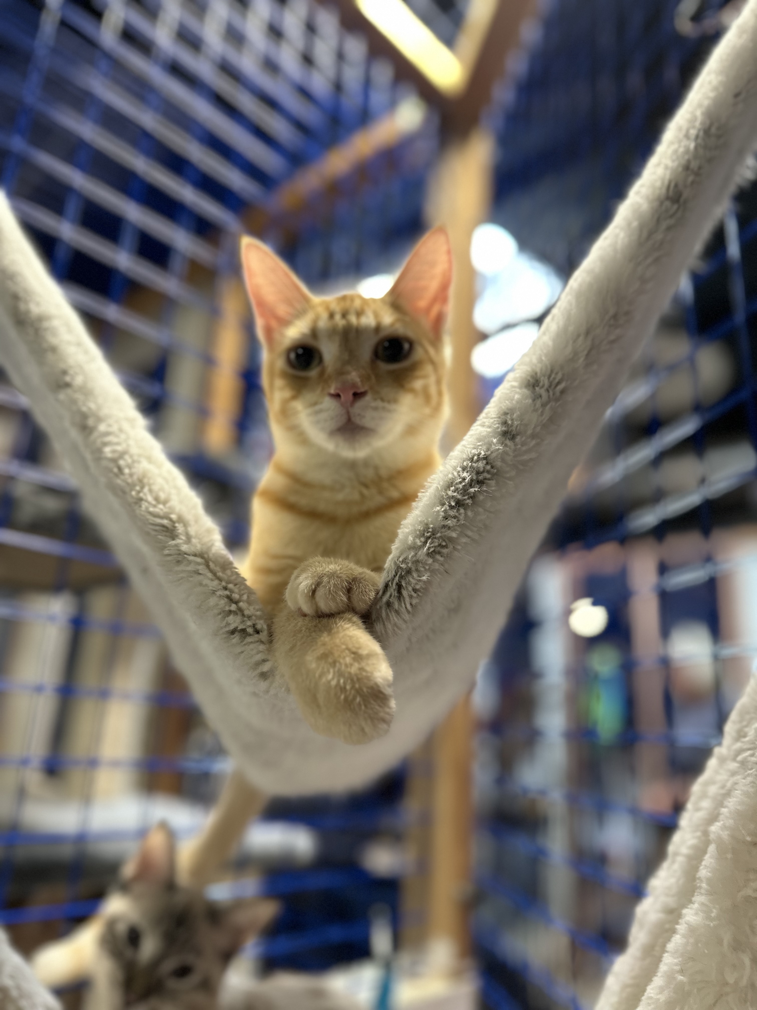 Enlarge Armando, a Adoptable Tabby in Pomona, CA image 2/6