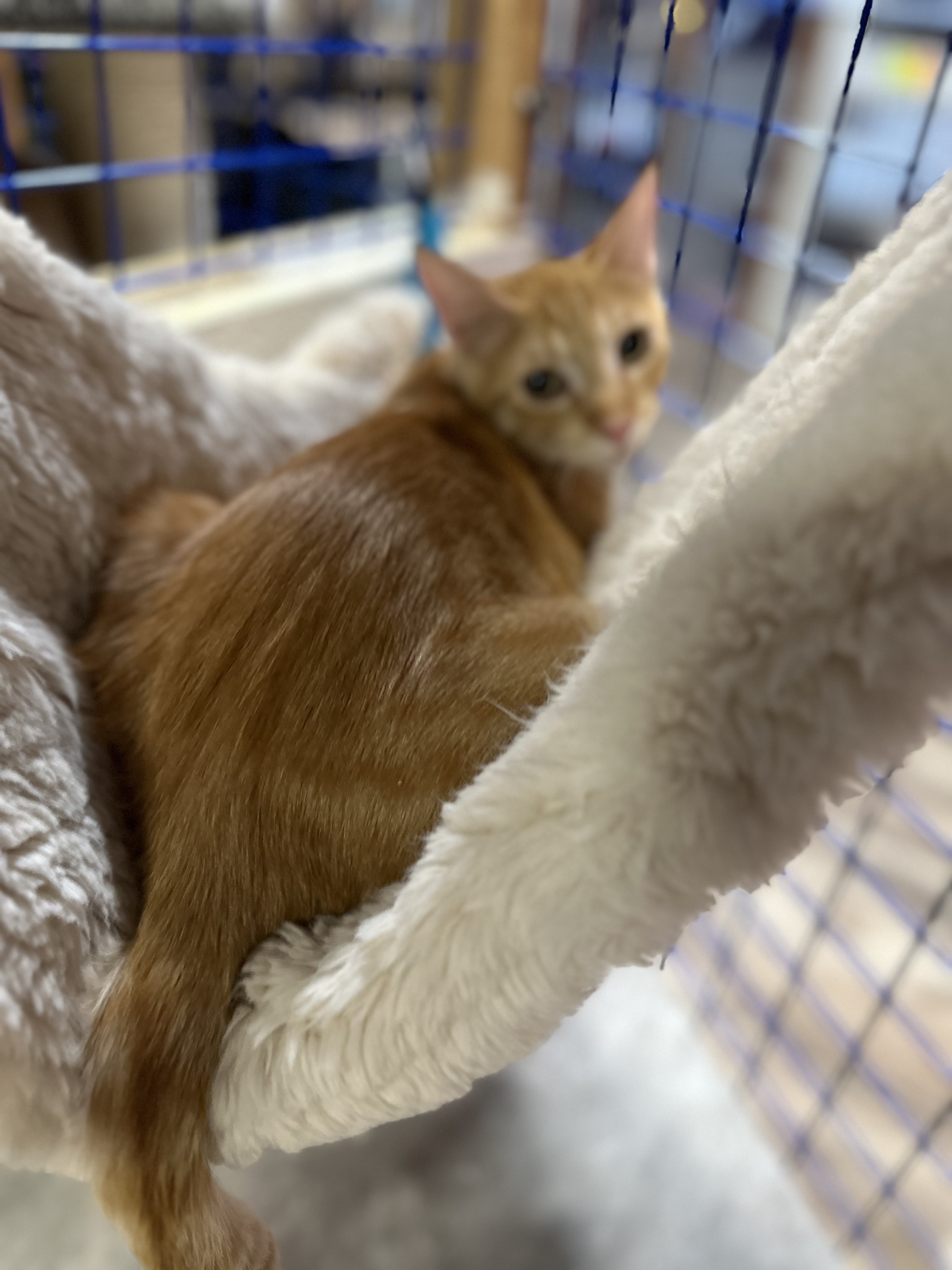 Enlarge Armando, a Adoptable Tabby in Pomona, CA image 3/6