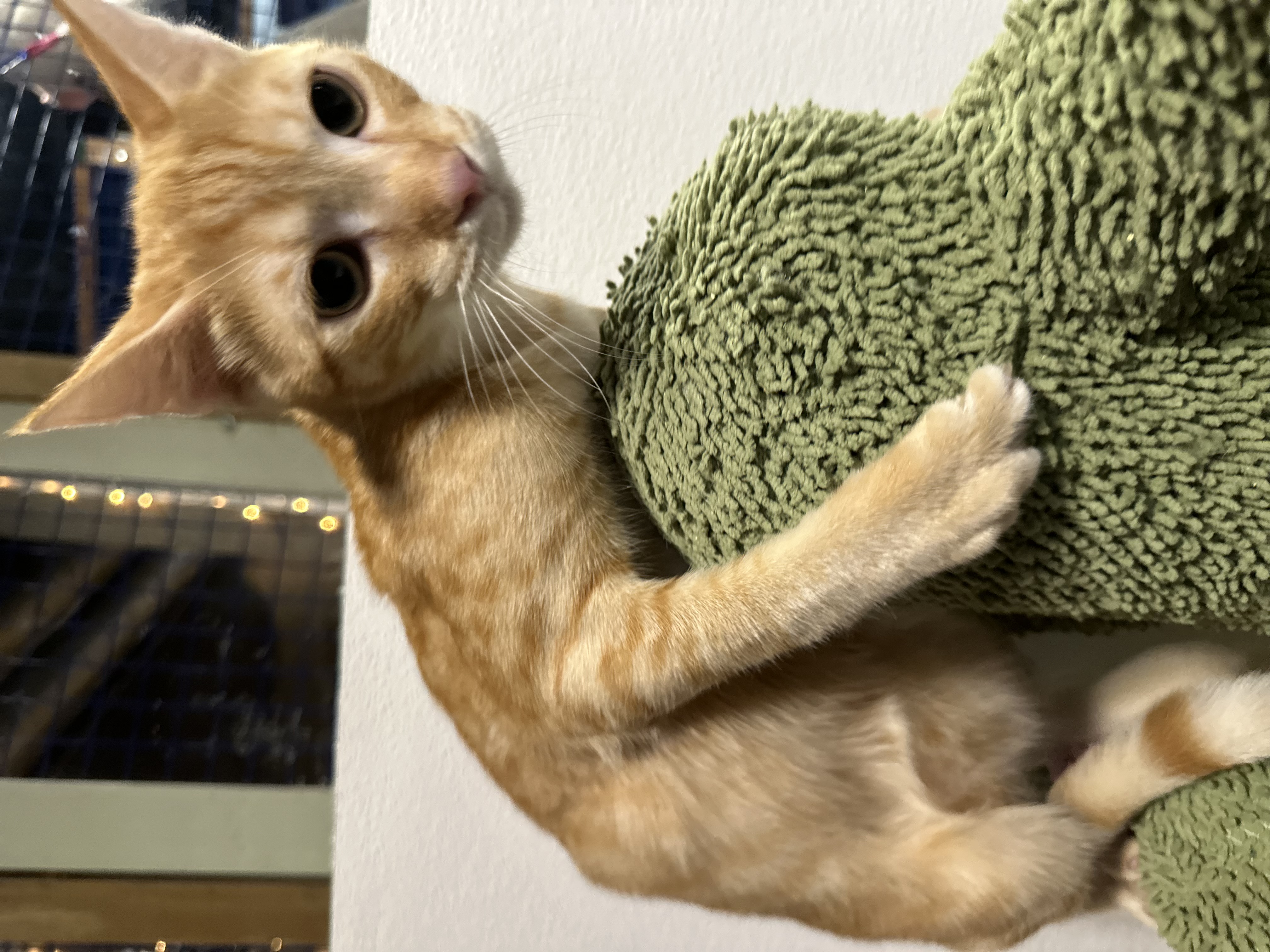 Enlarge Armando, a Adoptable Tabby in Pomona, CA image 4/6