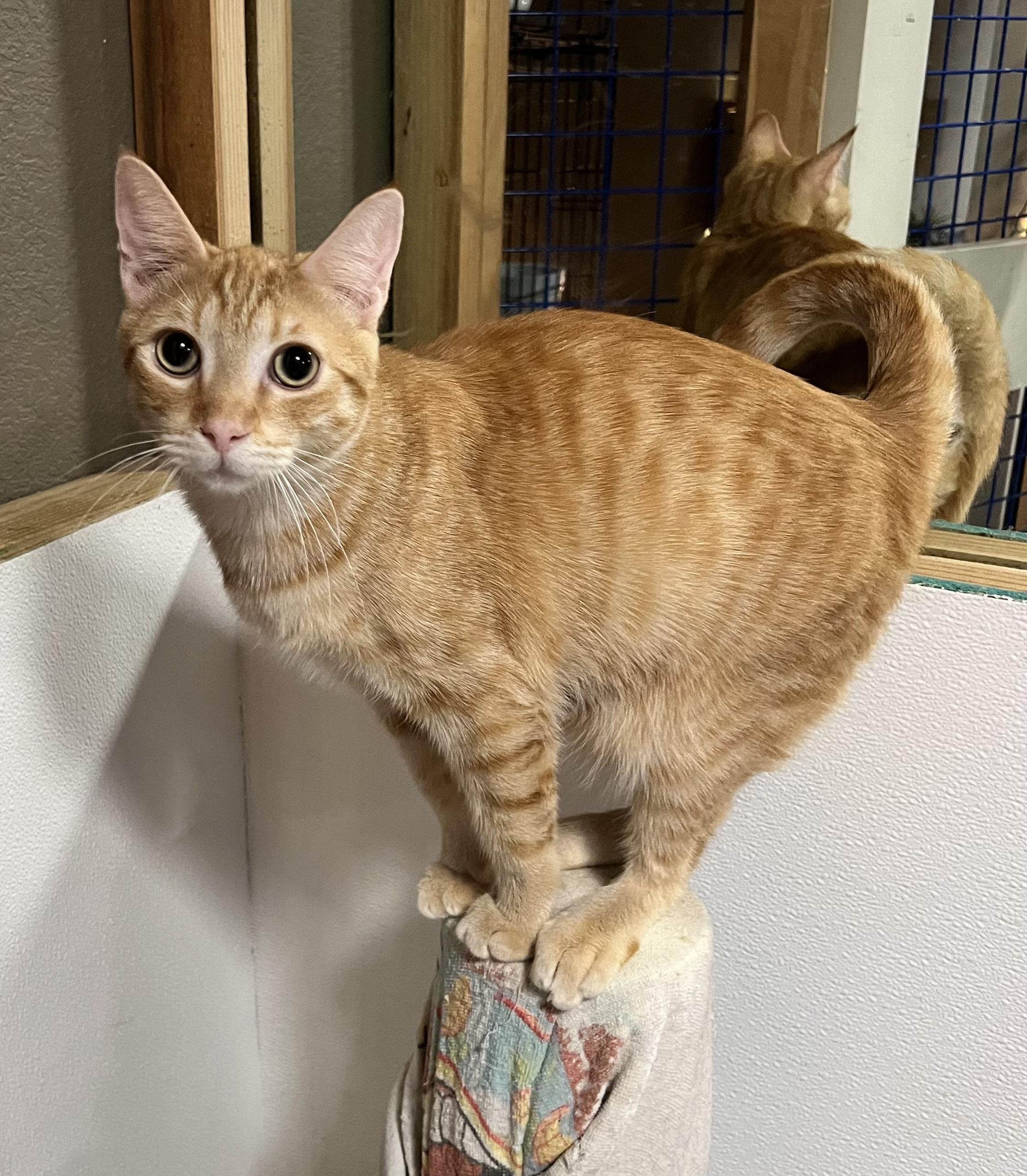 Armando, Adoptable, Kitten Male Tabby.