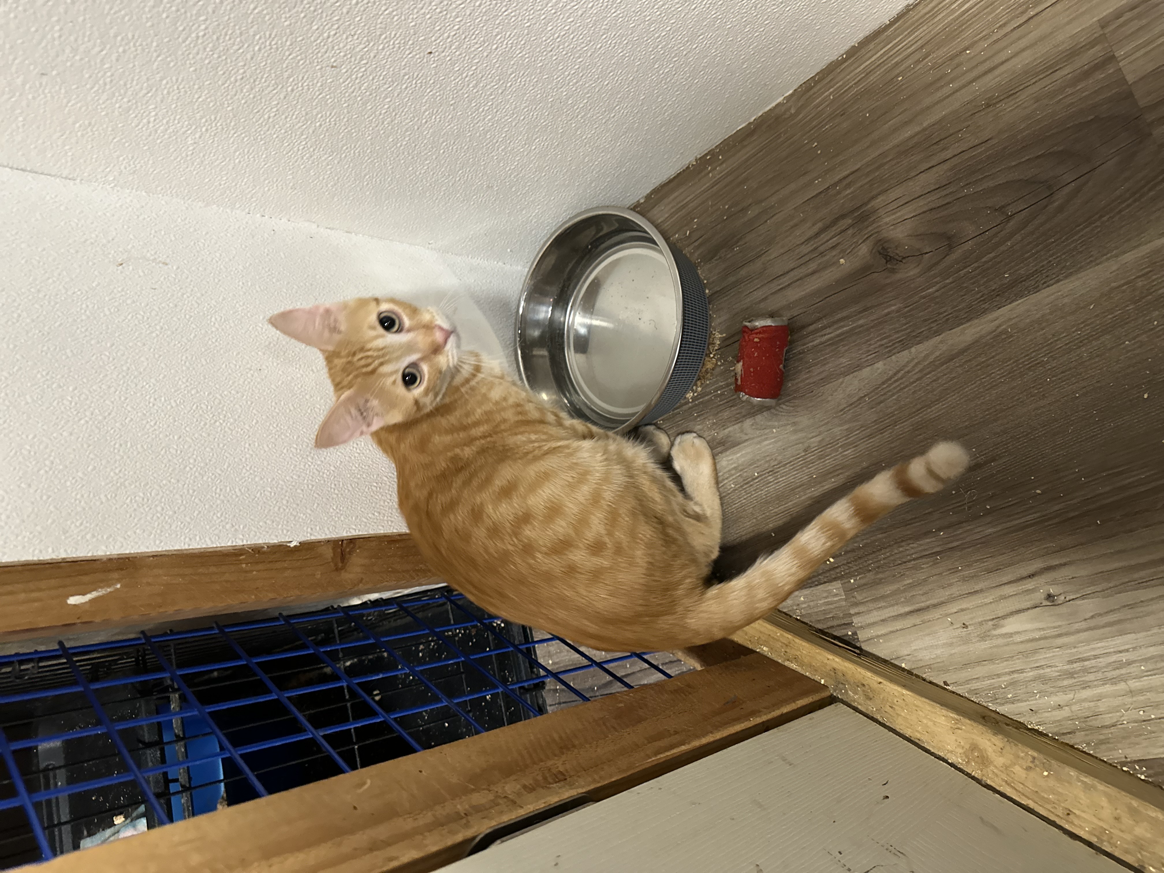 Enlarge Armando, a Adoptable Tabby in Pomona, CA image 5/6