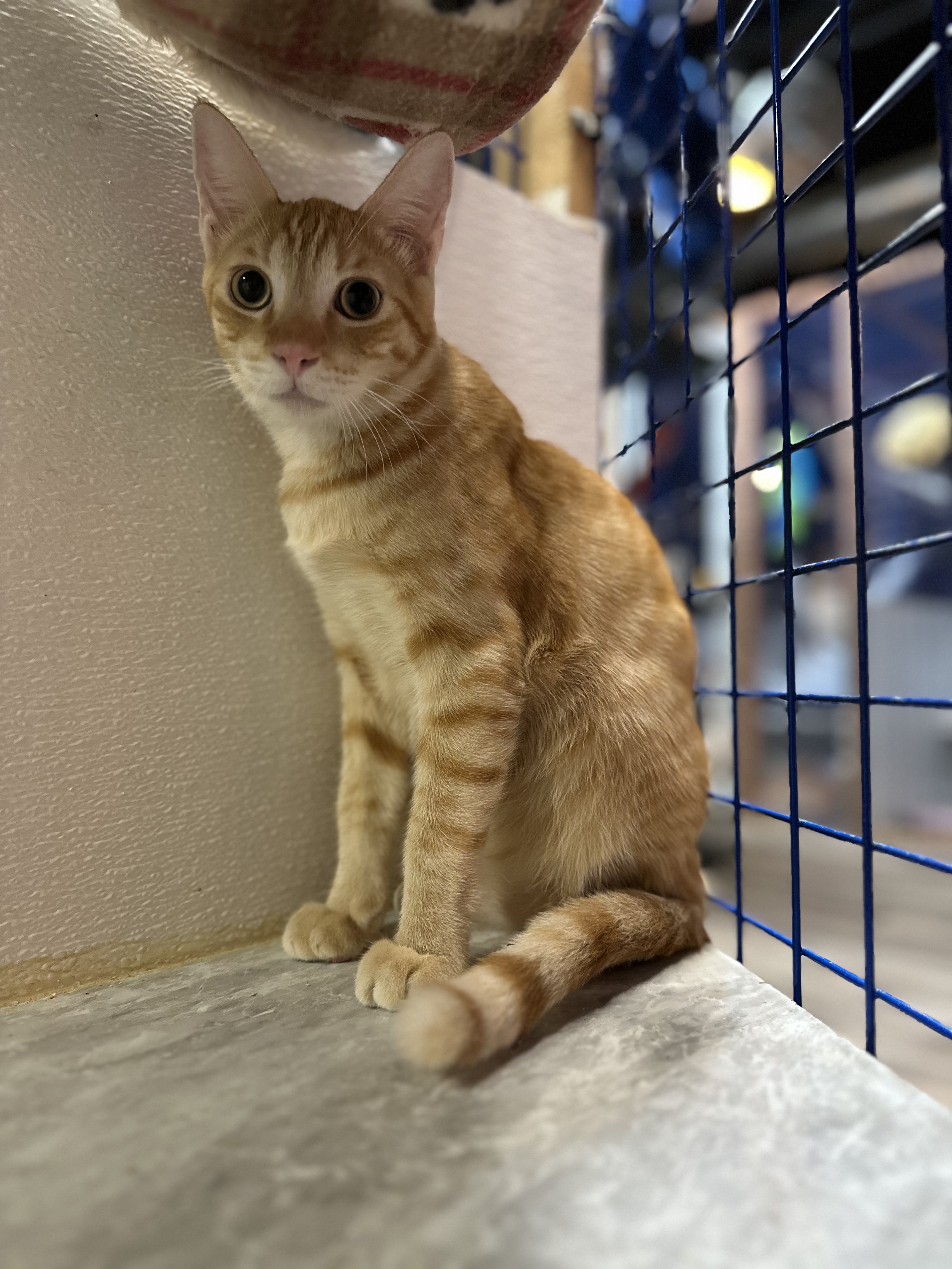 Enlarge Armando, a Adoptable Tabby in Pomona, CA image 6/6