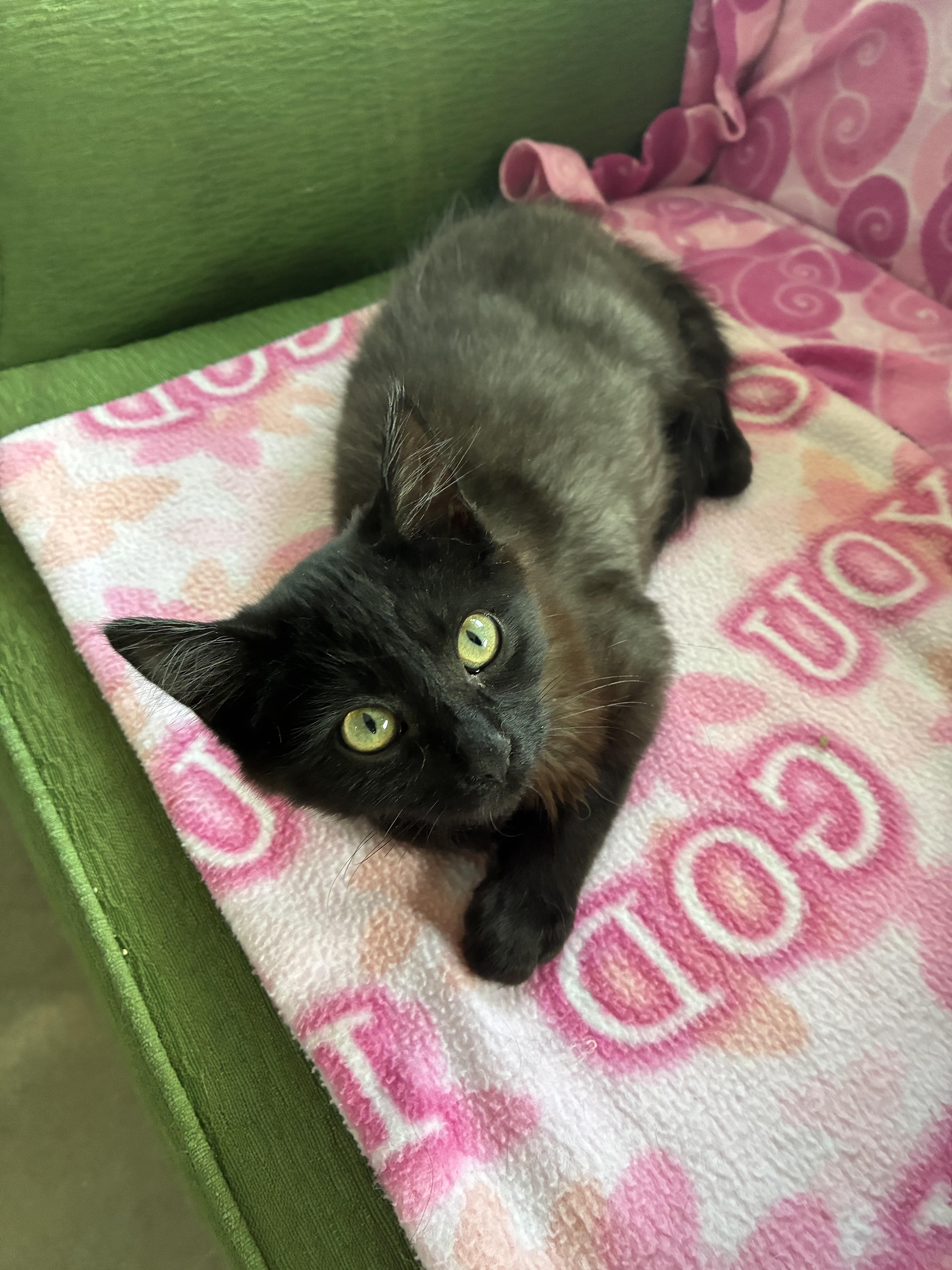 Enlarge Louise, a ADOPTABLE mixed breed in Bonners Ferry, ID image 3/3