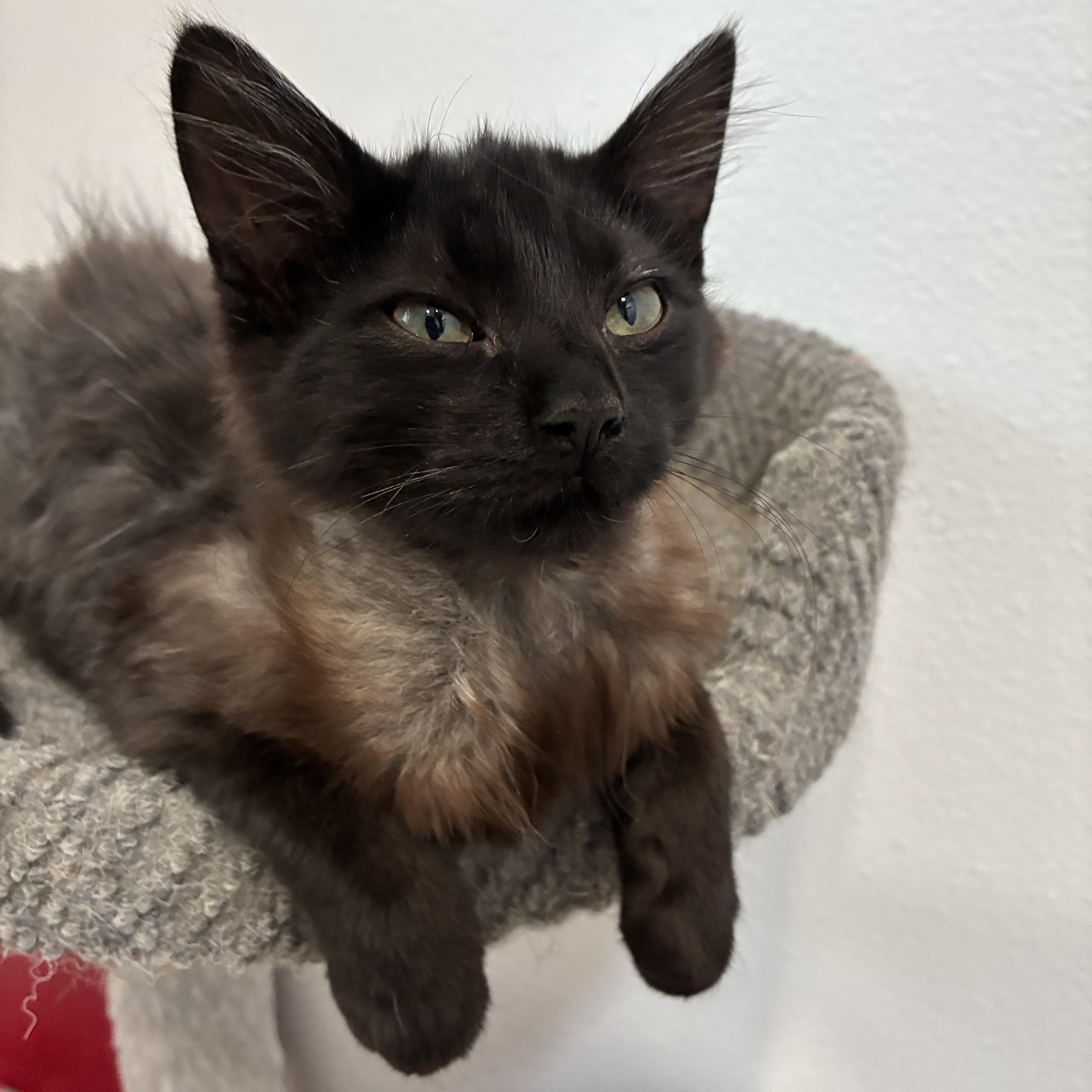 Louise, ADOPTABLE, Kitten Female Domestic Medium Hair.