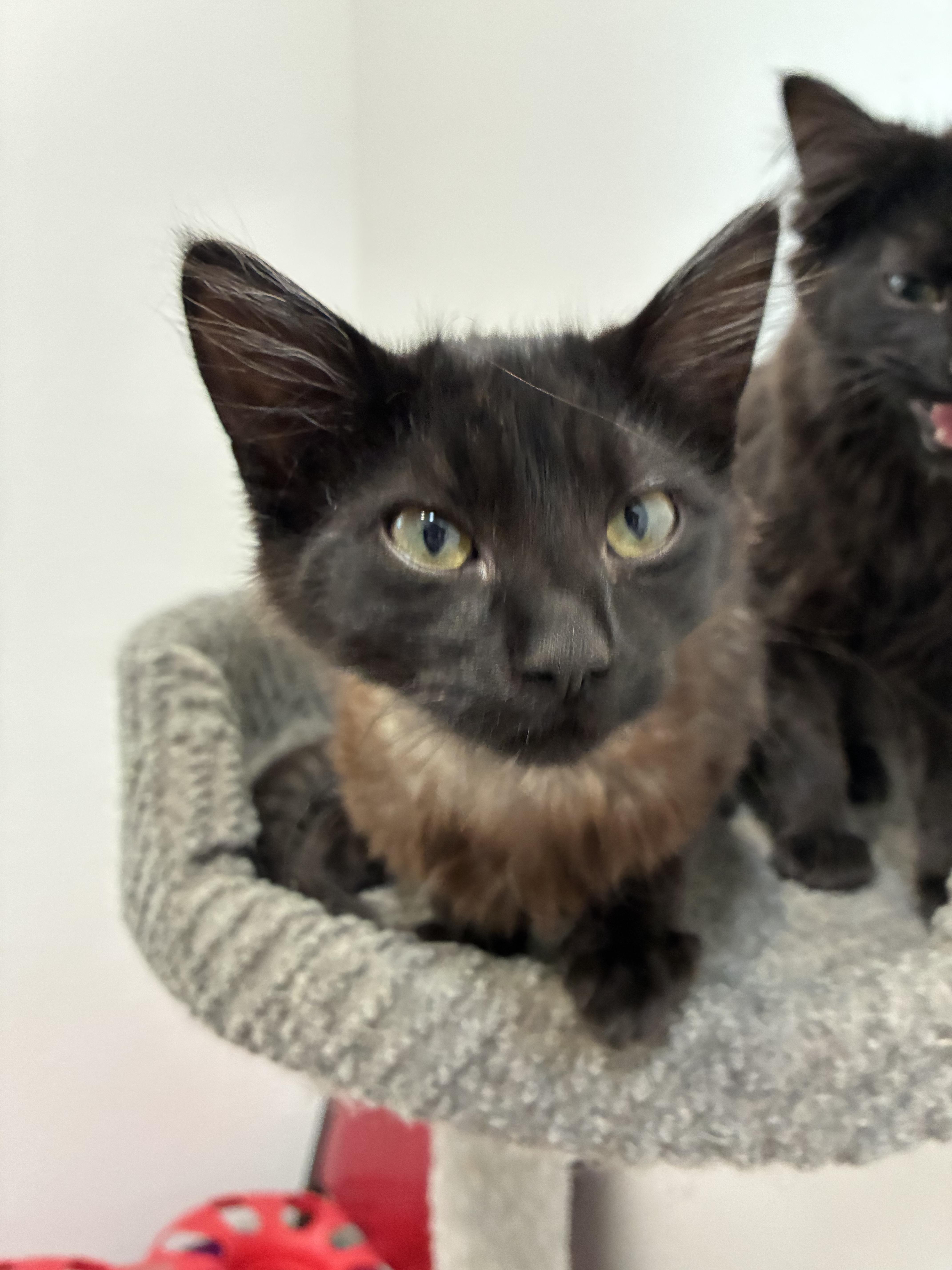 Enlarge Louise, a ADOPTABLE mixed breed in Bonners Ferry, ID image 2/3