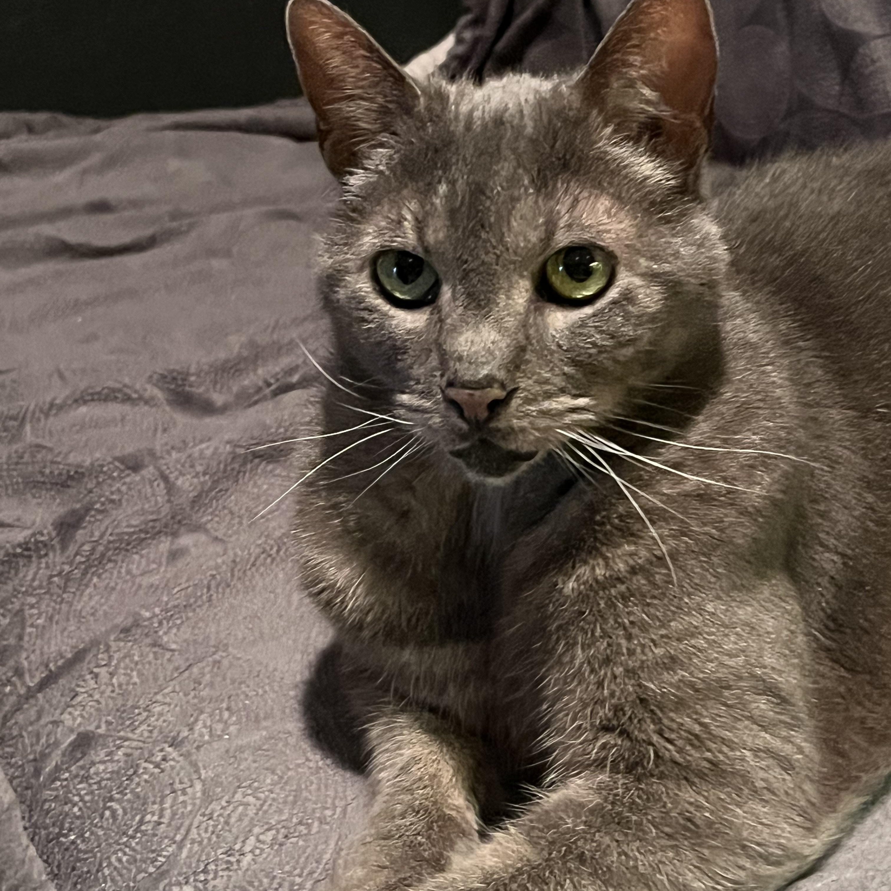 Enlarge GRACIE, a Adoptable Dilute Tortoiseshell in Churchville, PA image 6/6