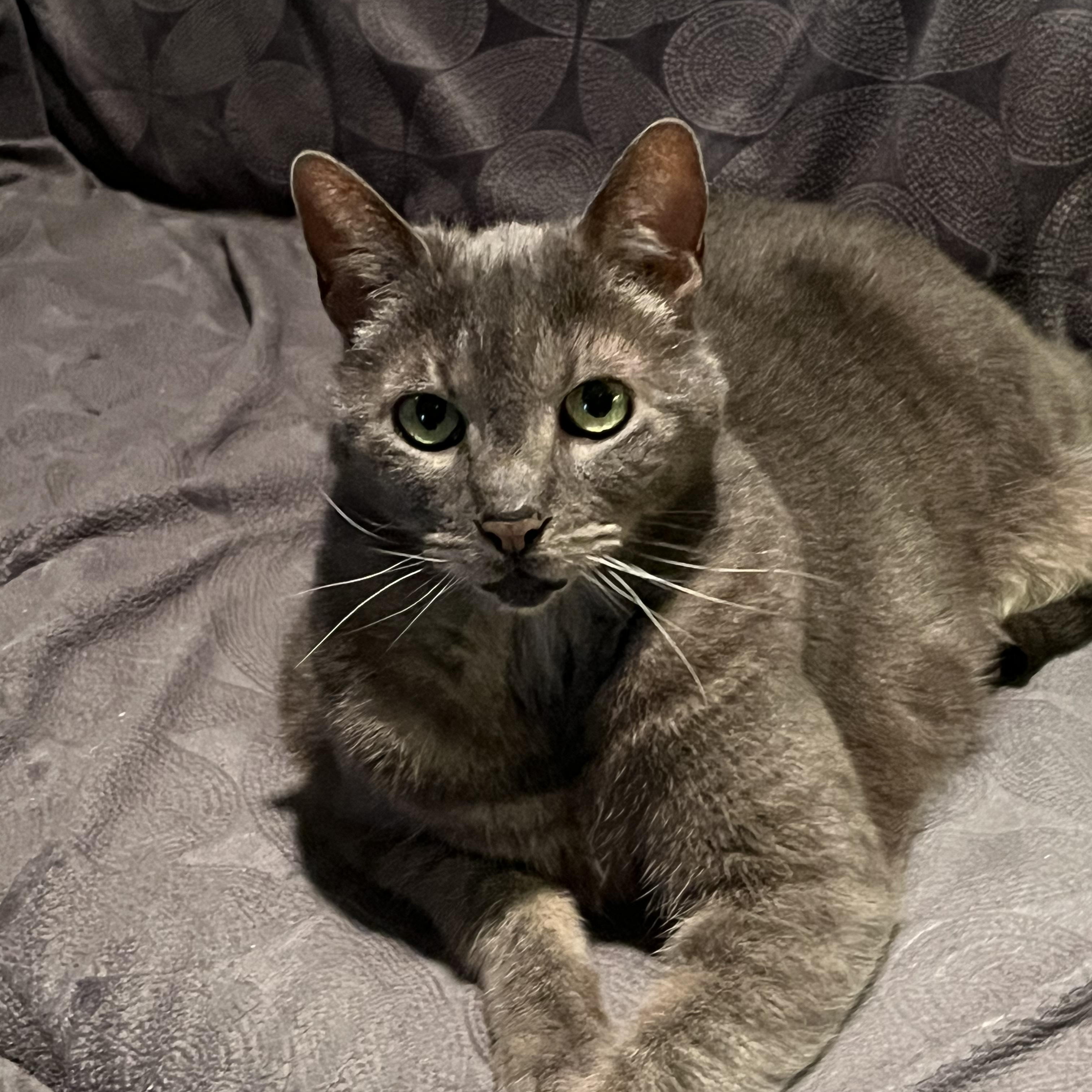 GRACIE, Adult Female Dilute Tortoiseshell