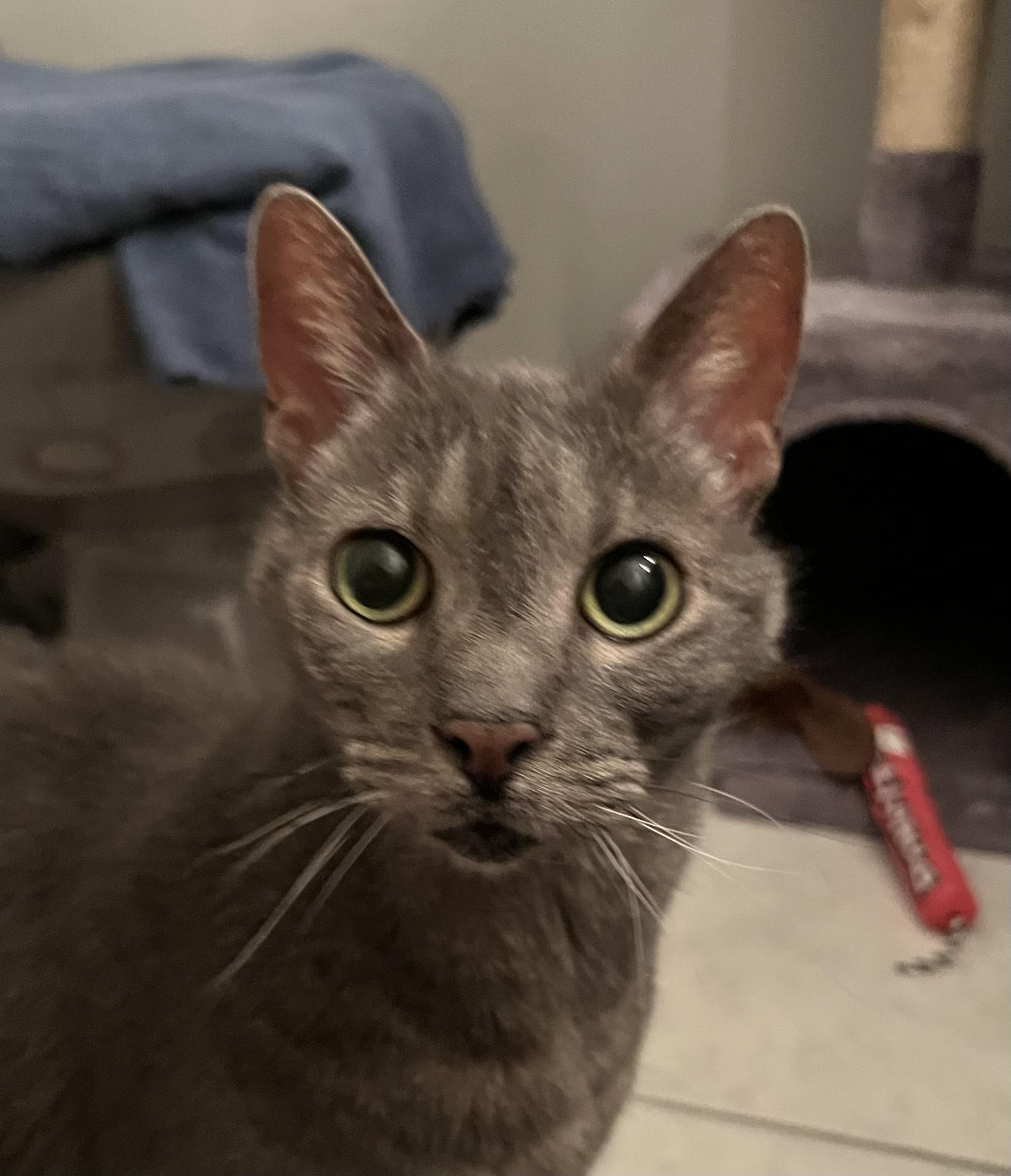 Enlarge GRACIE, a Adoptable Dilute Tortoiseshell in Churchville, PA image 3/6