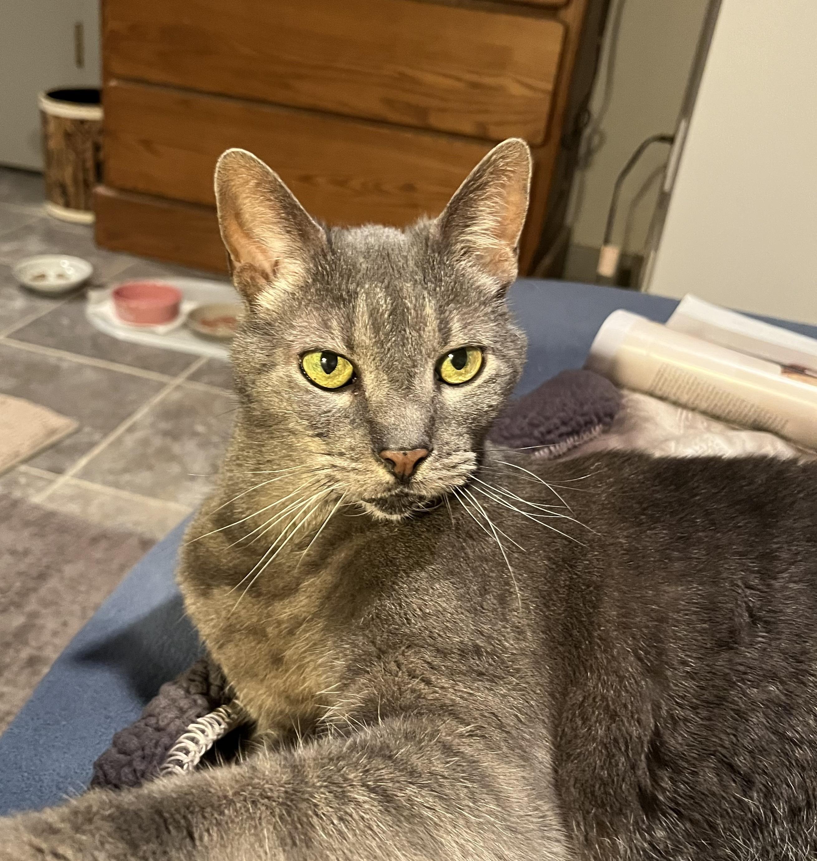 Enlarge GRACIE, a Adoptable Dilute Tortoiseshell in Churchville, PA image 2/6