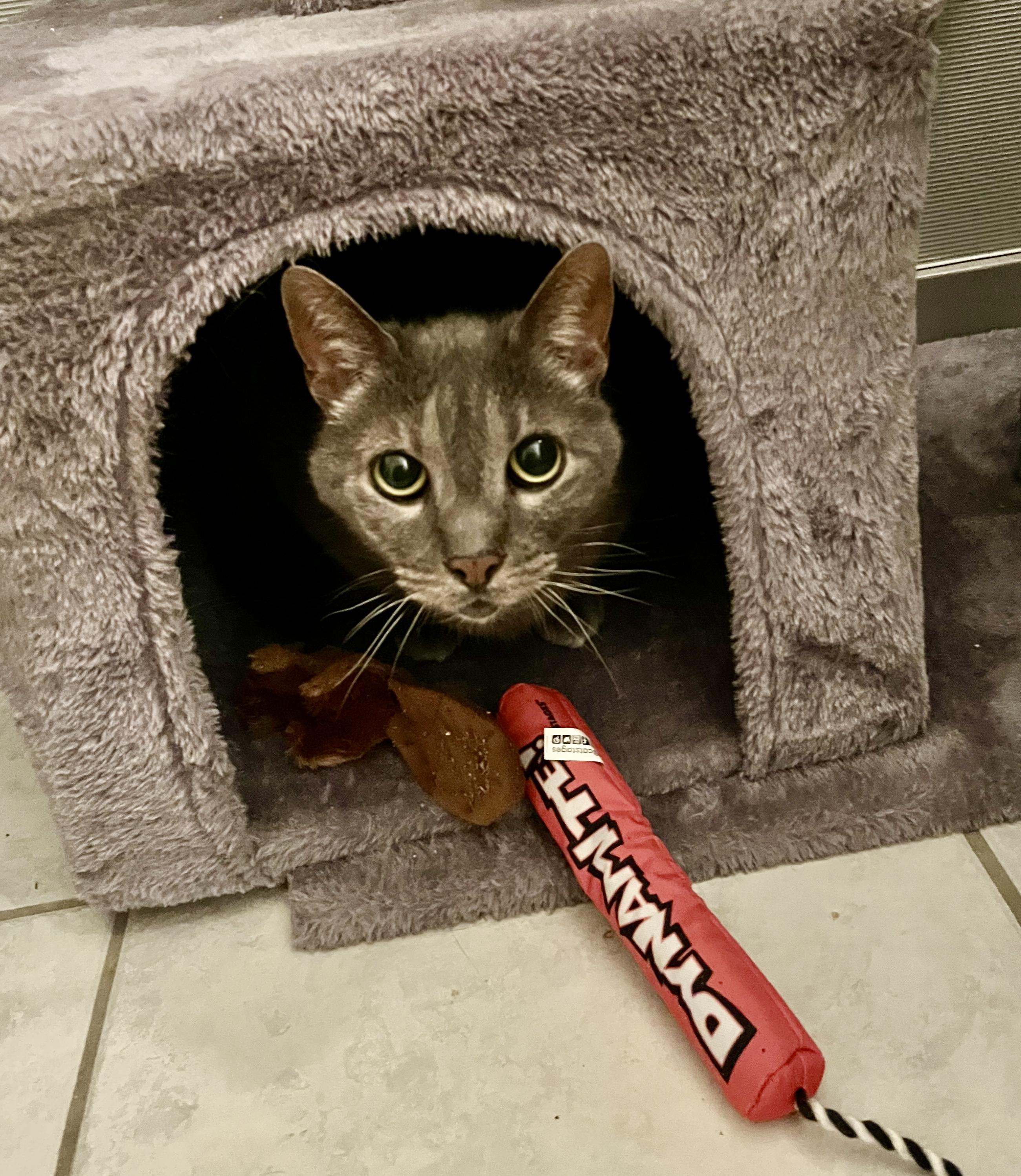 Enlarge GRACIE, a Adoptable Dilute Tortoiseshell in Churchville, PA image 5/6