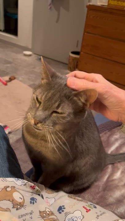 Enlarge GRACIE, a Adoptable Dilute Tortoiseshell in Churchville, PA video 4/6