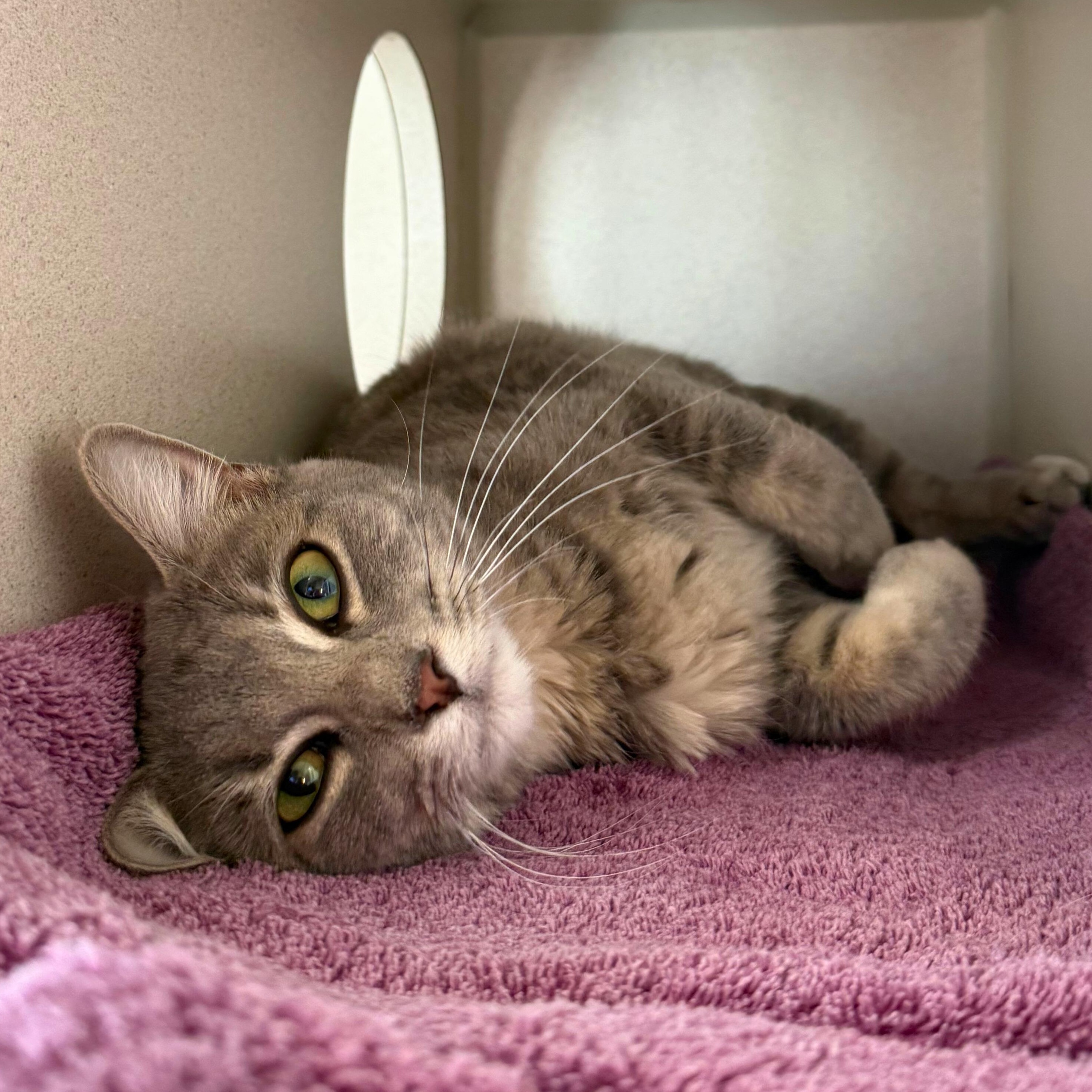 Amy, adopted, Adult Female Domestic Short Hair.