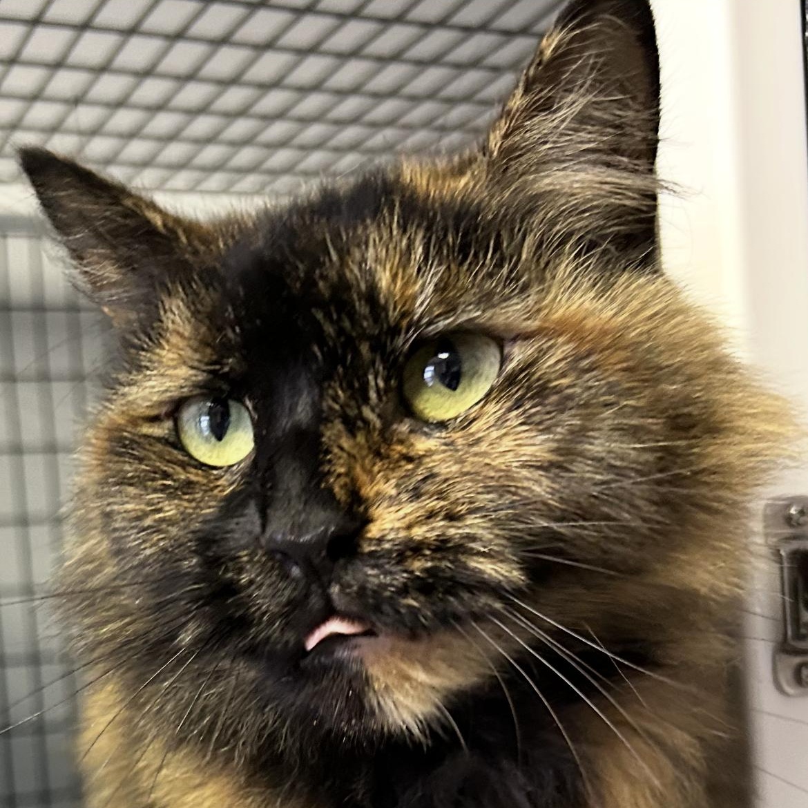 Enlarge Florance, a Adoptable Tortoiseshell in Brockport, NY image 2/5
