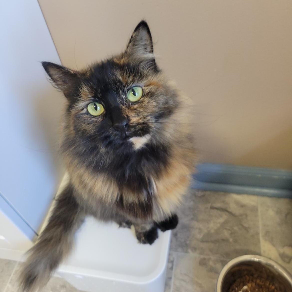 Enlarge Florance, a Adoptable Tortoiseshell in Brockport, NY image 1/5