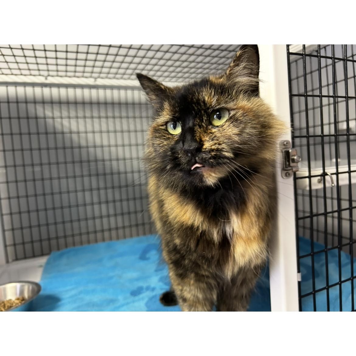 Enlarge Florance, a Adoptable Tortoiseshell in Brockport, NY image 4/5