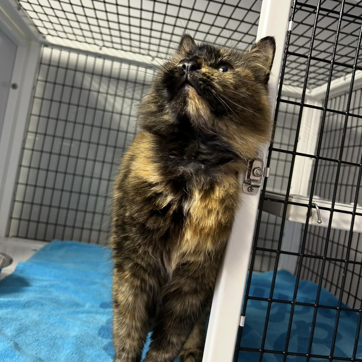 Enlarge Florance, a Adoptable Tortoiseshell in Brockport, NY image 3/5