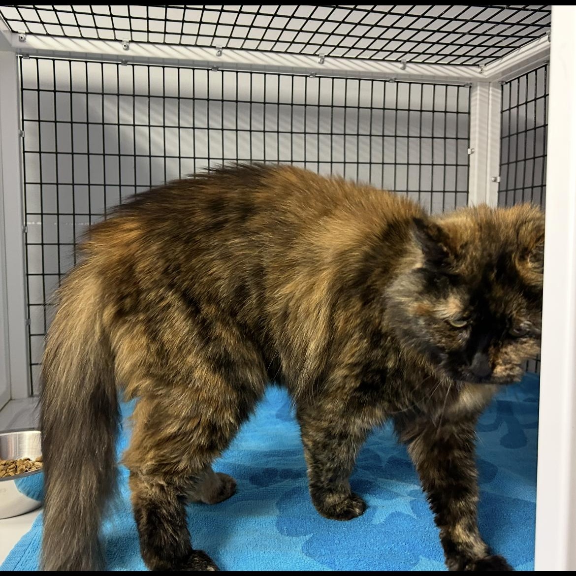 Enlarge Florance, a Adoptable Tortoiseshell in Brockport, NY image 5/5