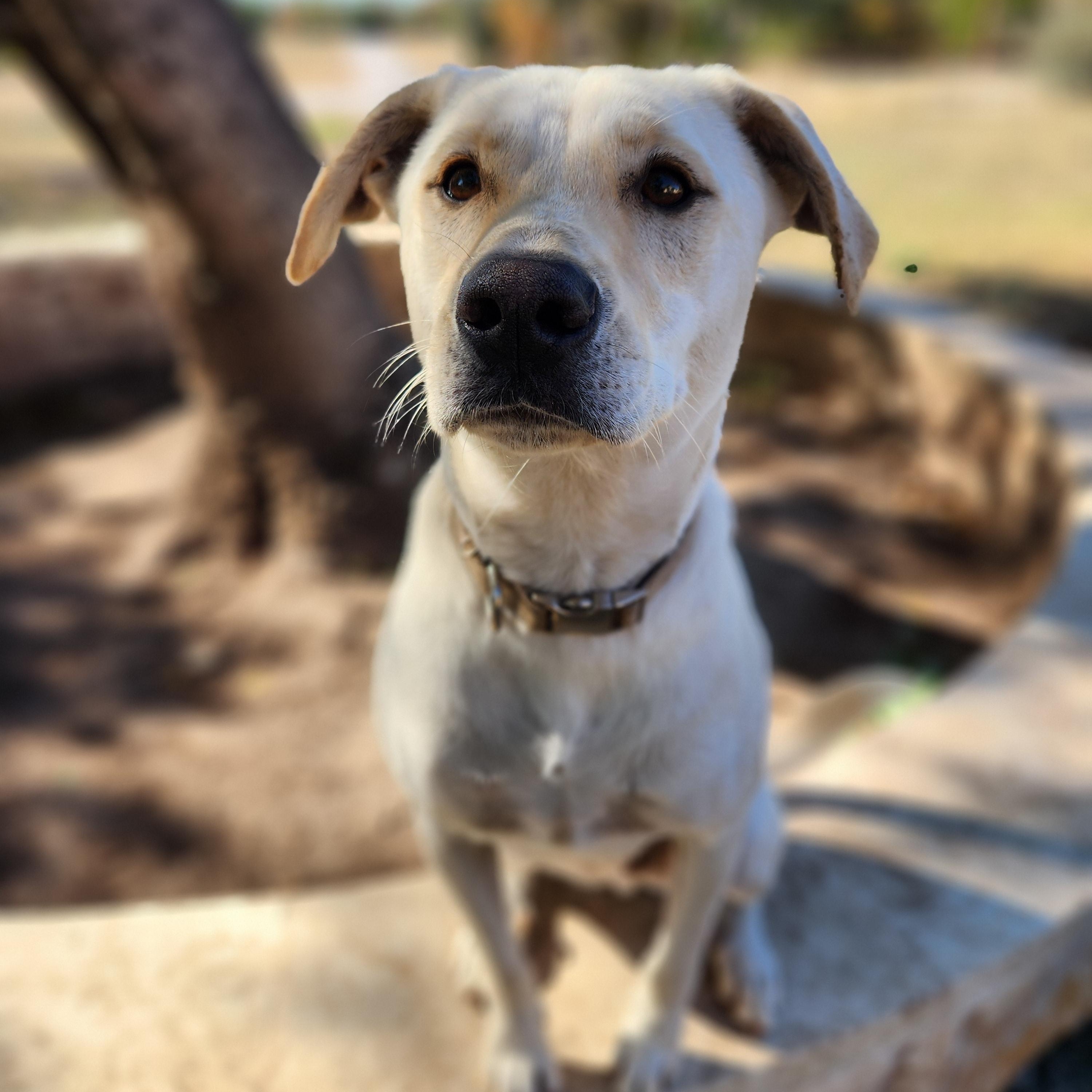 Enlarge Rowdy, a Adoptable mixed breed in Killeen, TX image 6/6