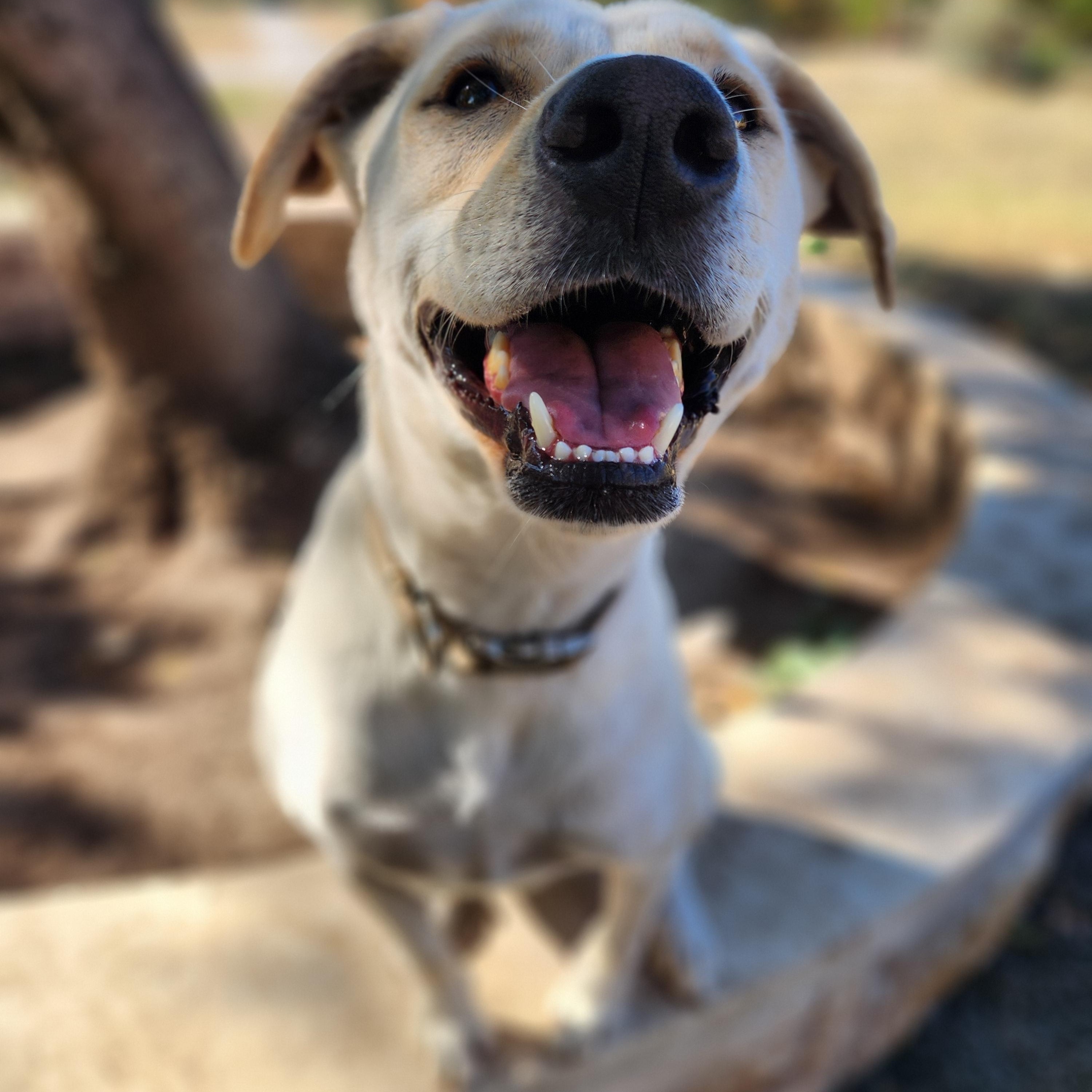 Enlarge Rowdy, a Adoptable mixed breed in Killeen, TX image 4/6