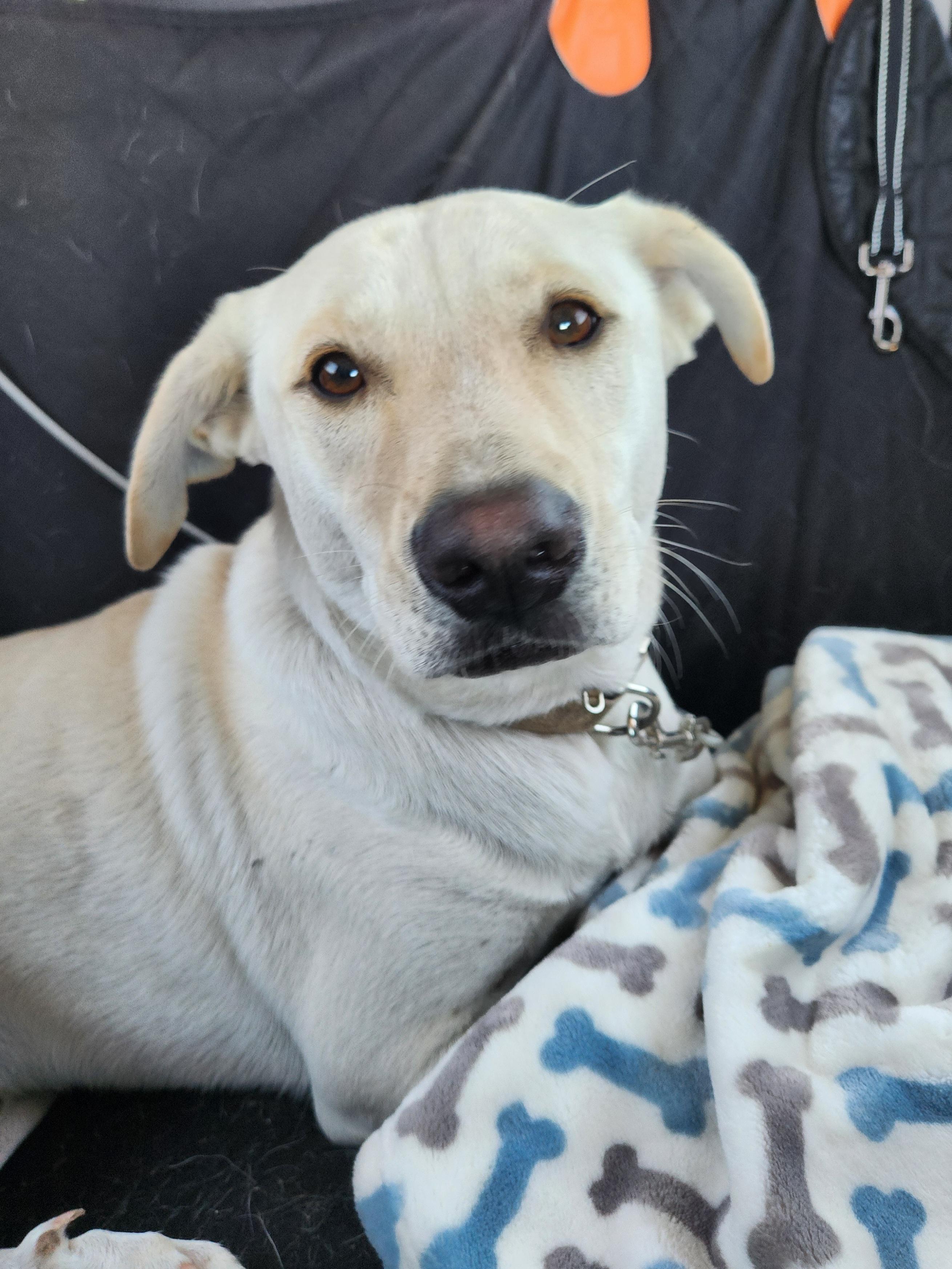 Rowdy, Adoptable, Adult Male Labrador Retriever.