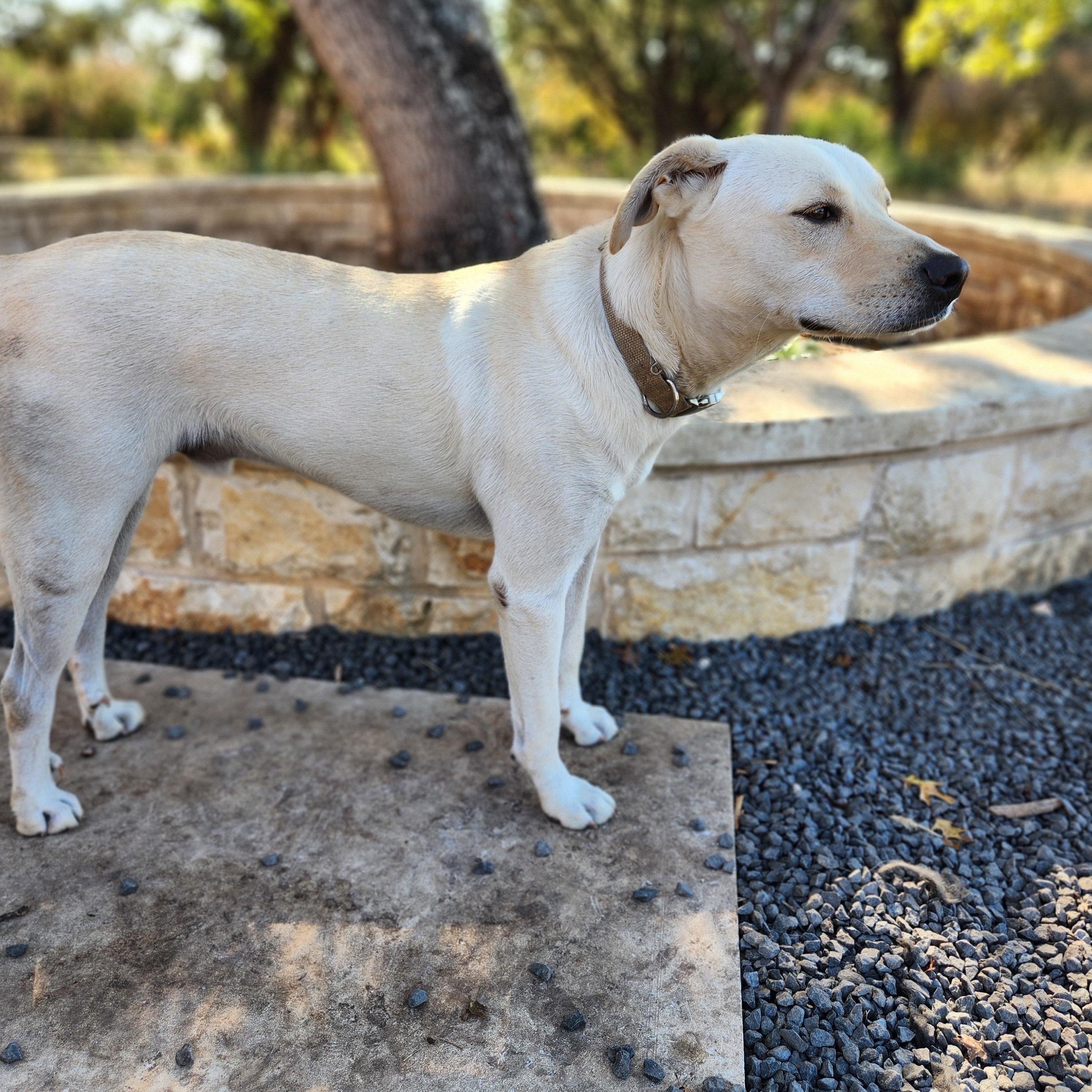 Enlarge Rowdy, a Adoptable mixed breed in Killeen, TX image 3/6