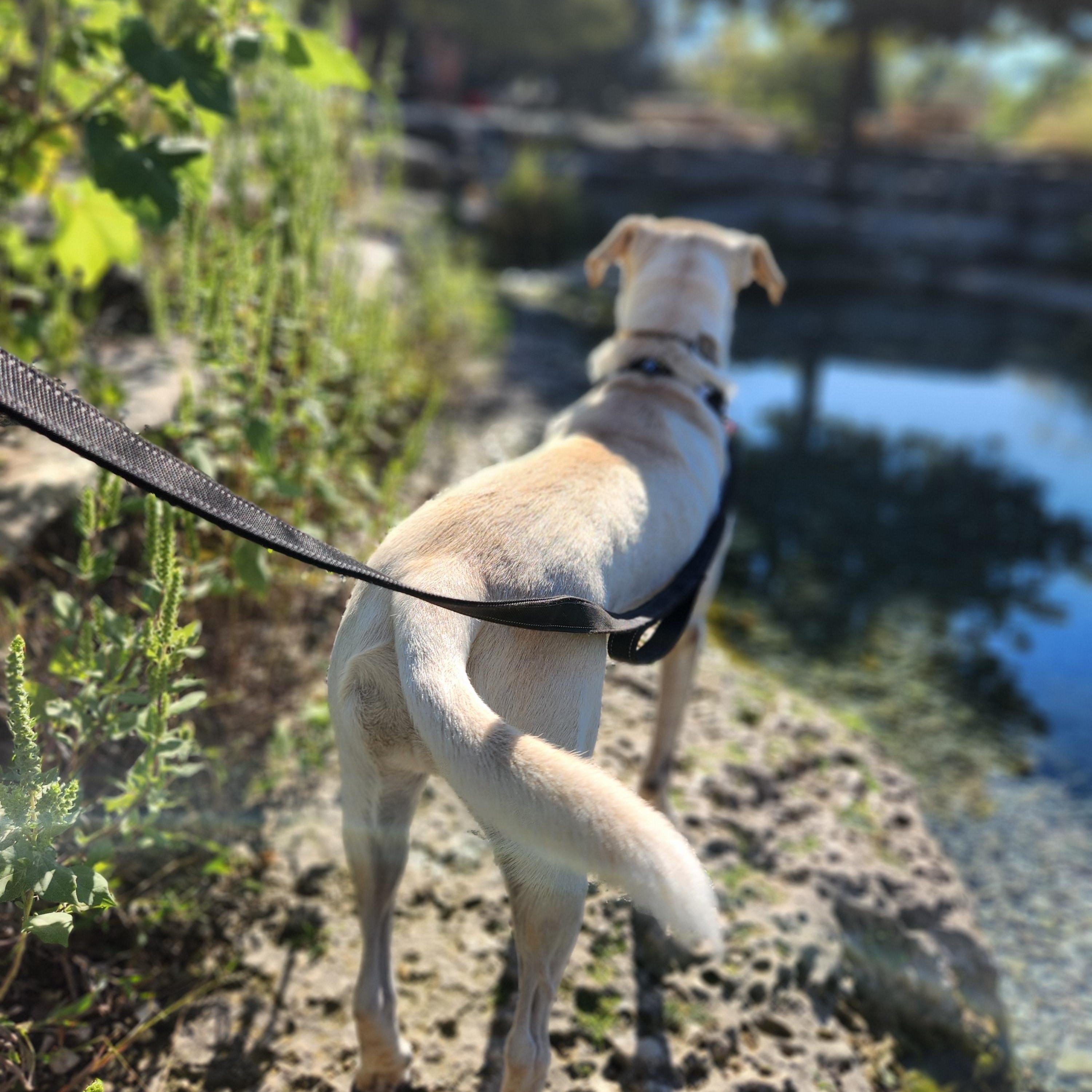 Enlarge Rowdy, a Adoptable mixed breed in Killeen, TX image 2/6