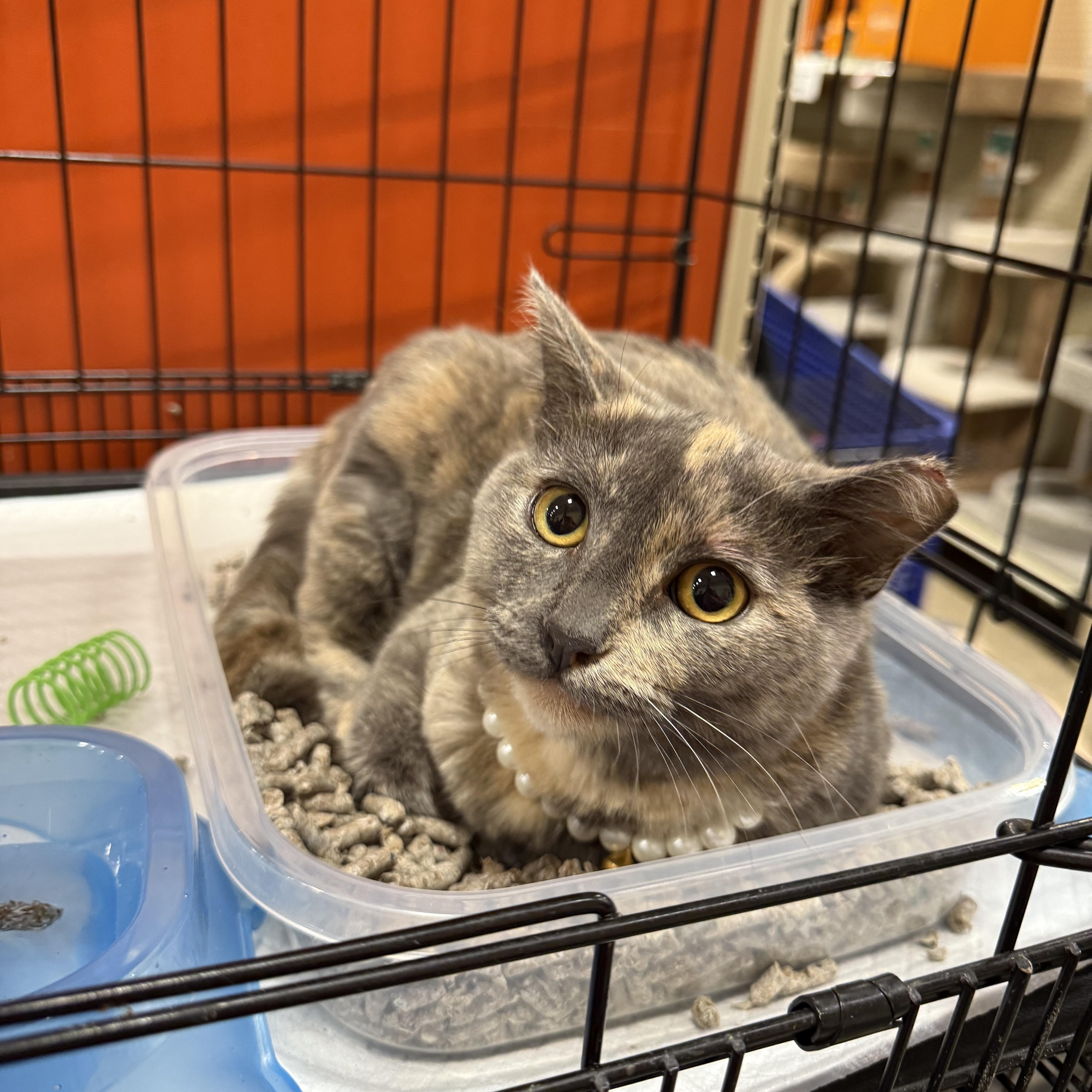 Lavender Violet thumbnail 2