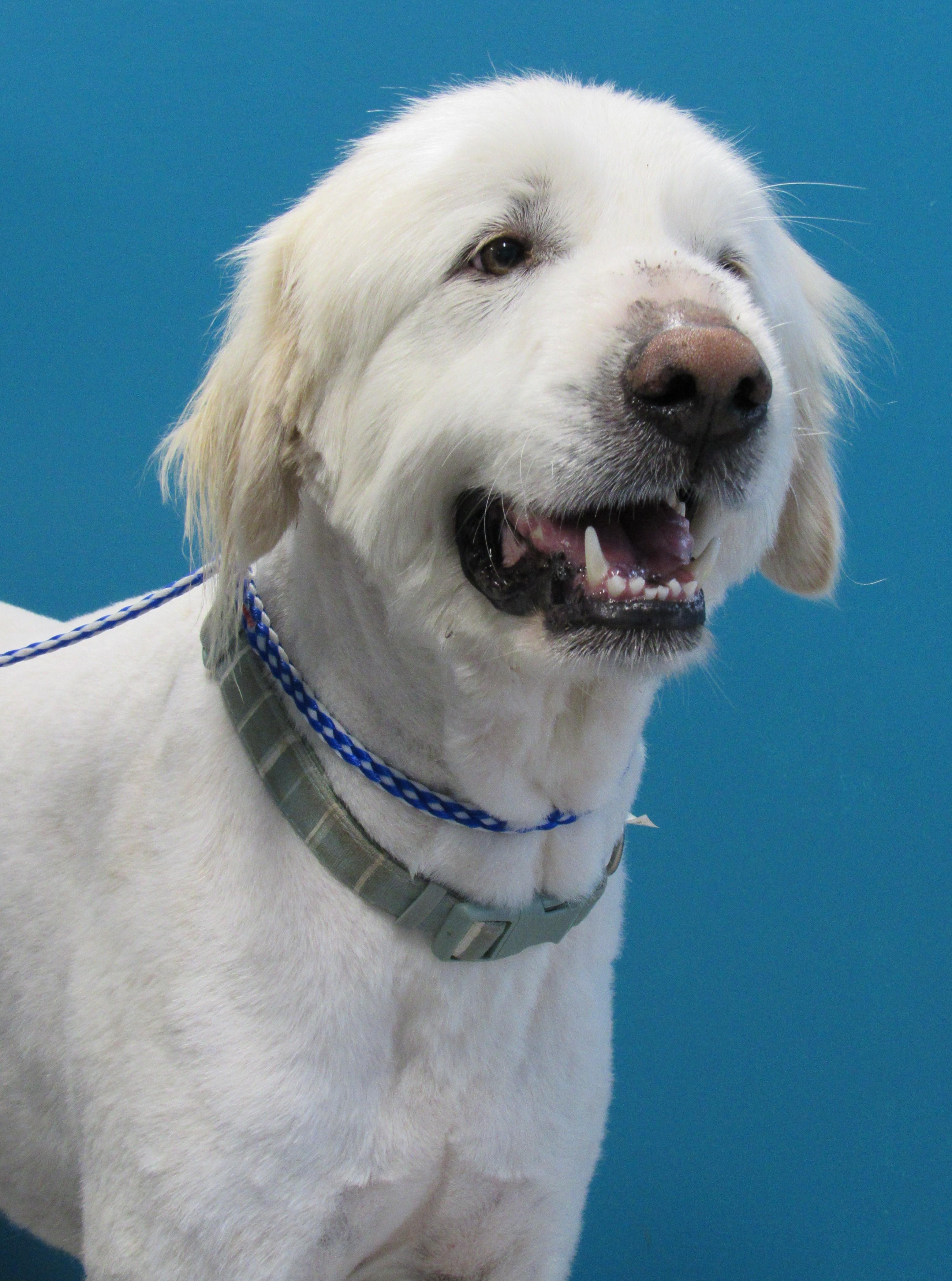 Dalton, Adult Male Great Pyrenees