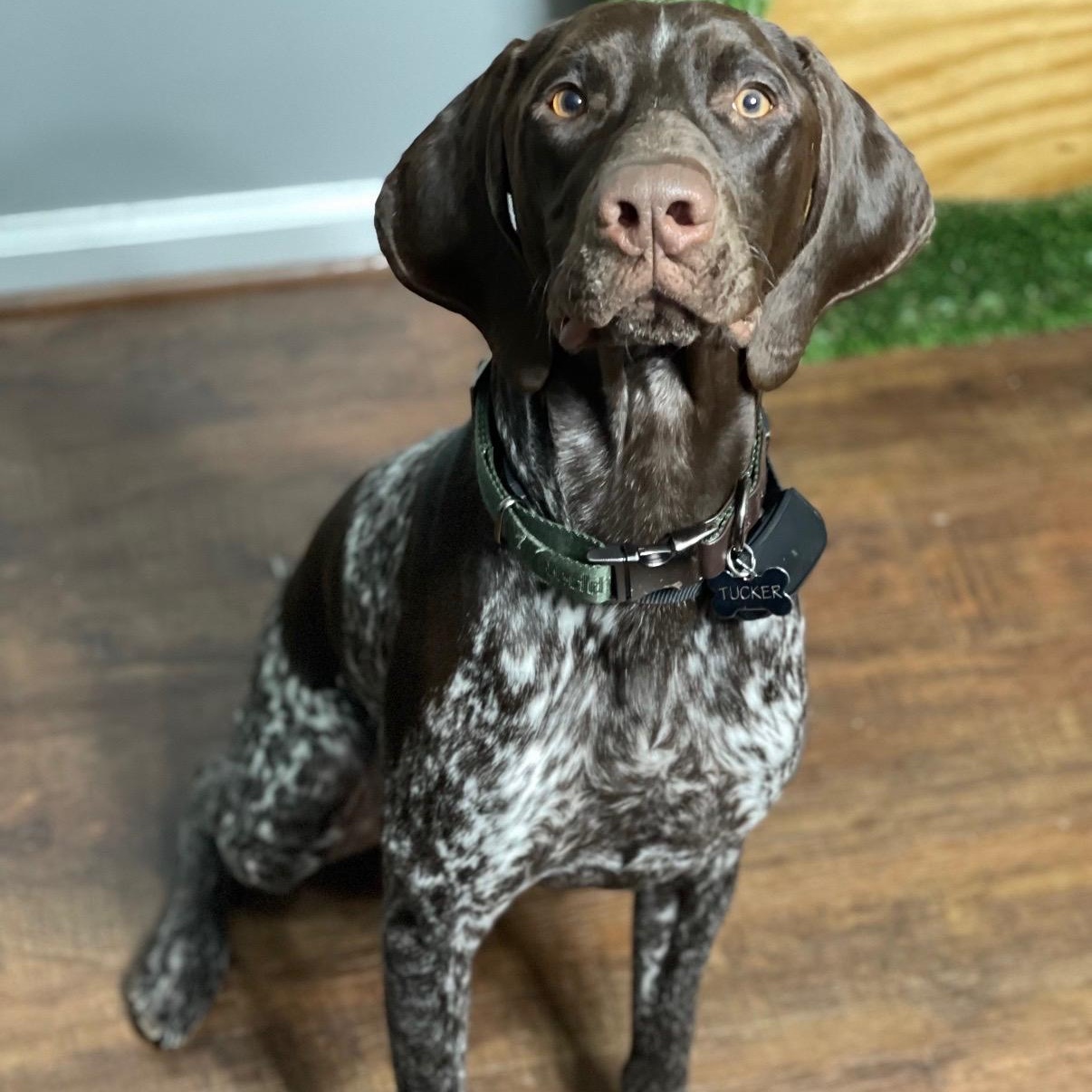 Tucker (OS), adopted, Adult Male German Shorthaired Pointer.