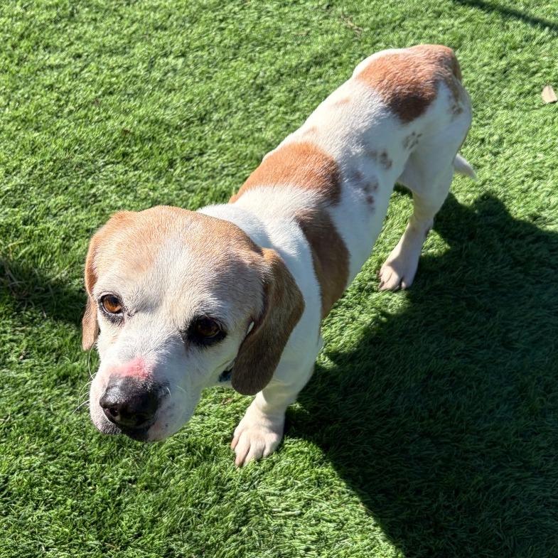 Merry, Adoptable, Senior Female Beagle.