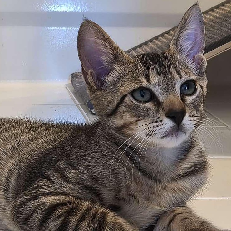 Peter, an adoptable Domestic Short Hair in Boca Raton, FL image 3/5