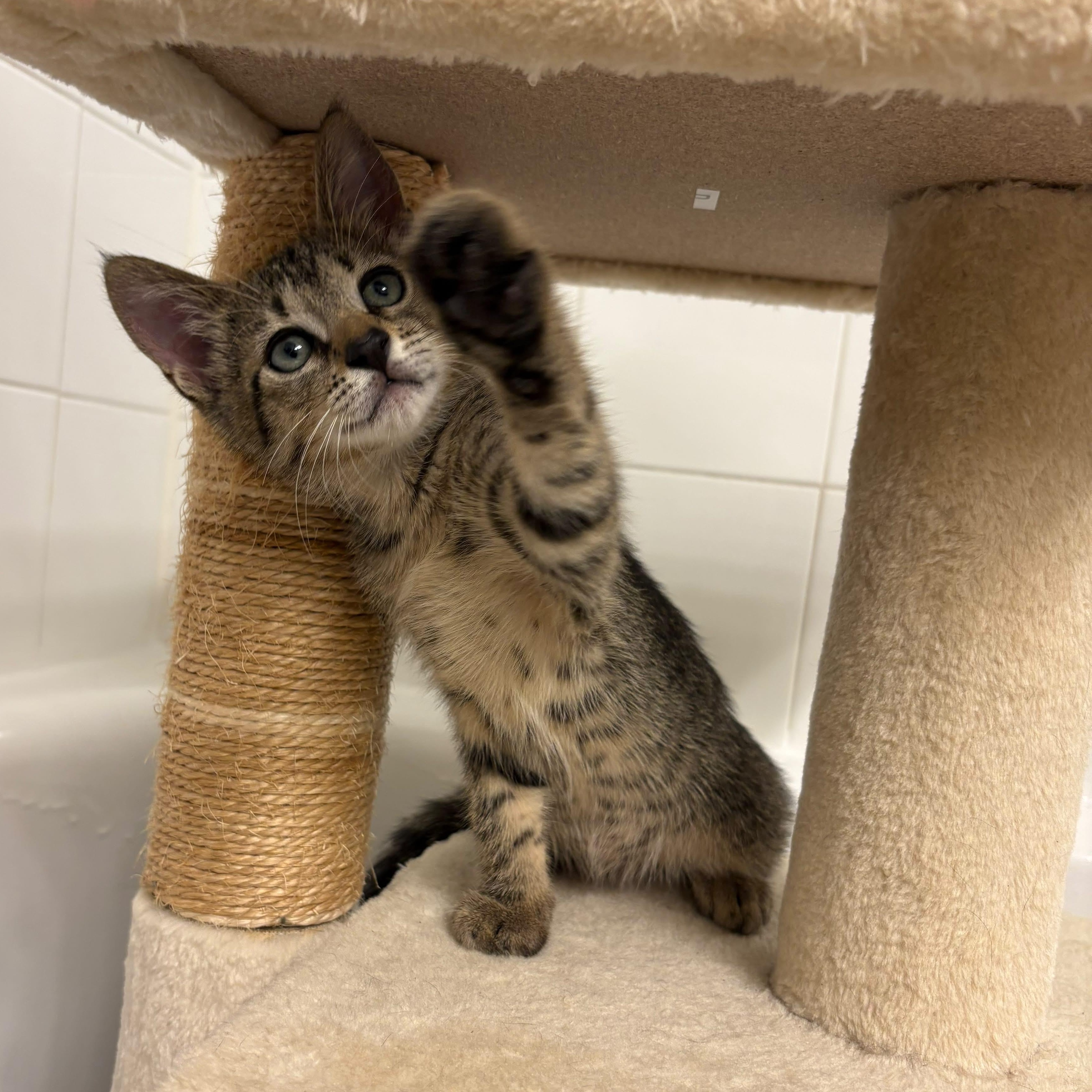 Peter, an adoptable Domestic Short Hair in Boca Raton, FL image 4/5