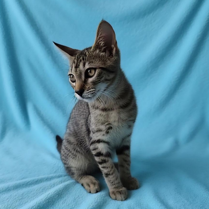 Peter, an adoptable Domestic Short Hair in Boca Raton, FL image 2/5