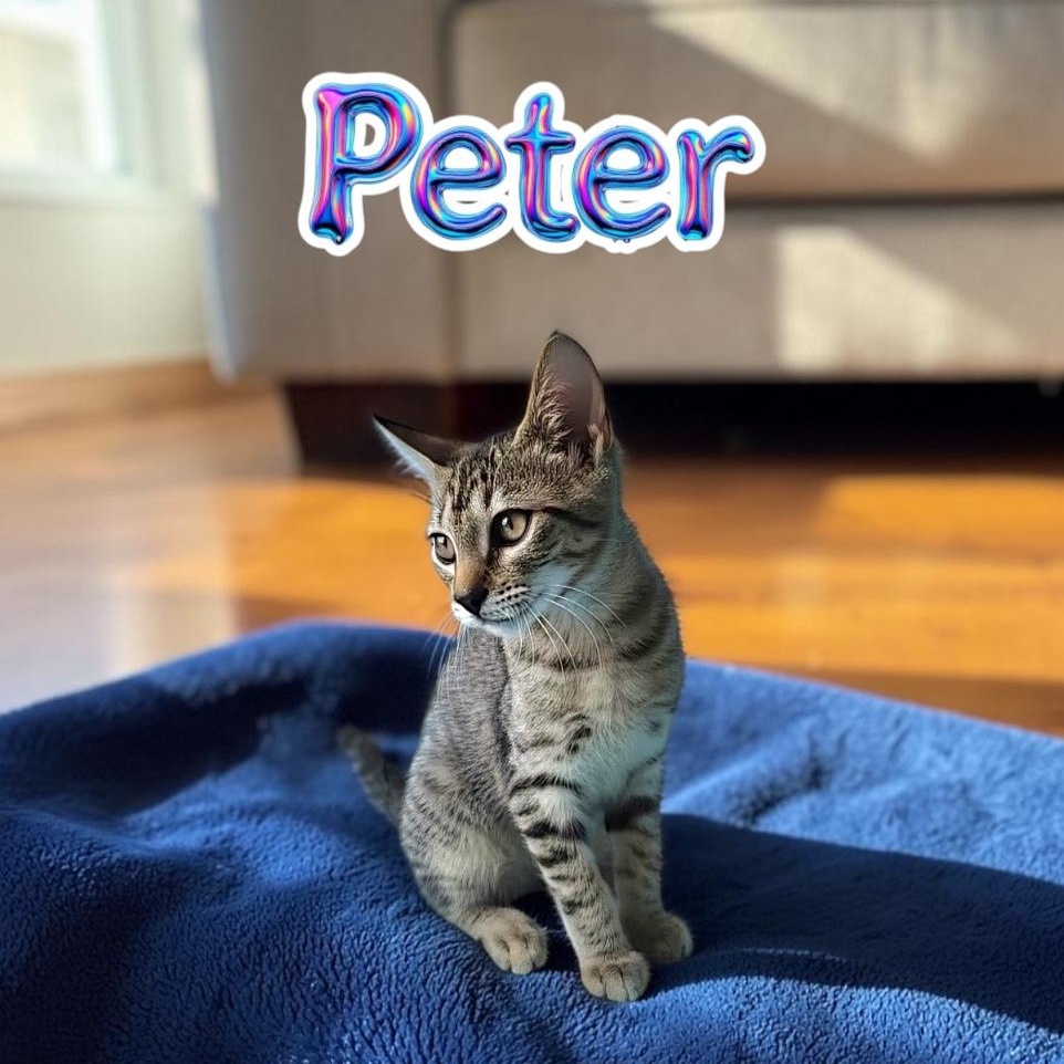 Sweet Peter, Adoptable, Kitten Male Domestic Short Hair.