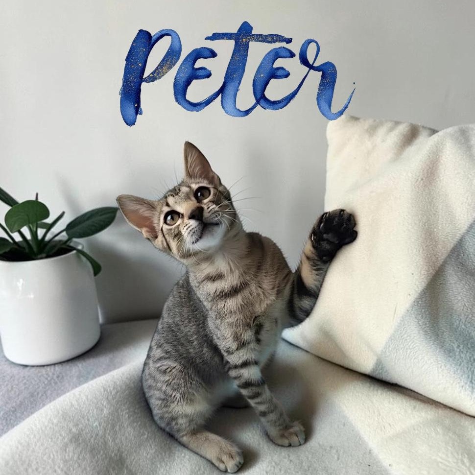 Peter, adoptable, Kitten Male Domestic Short Hair.
