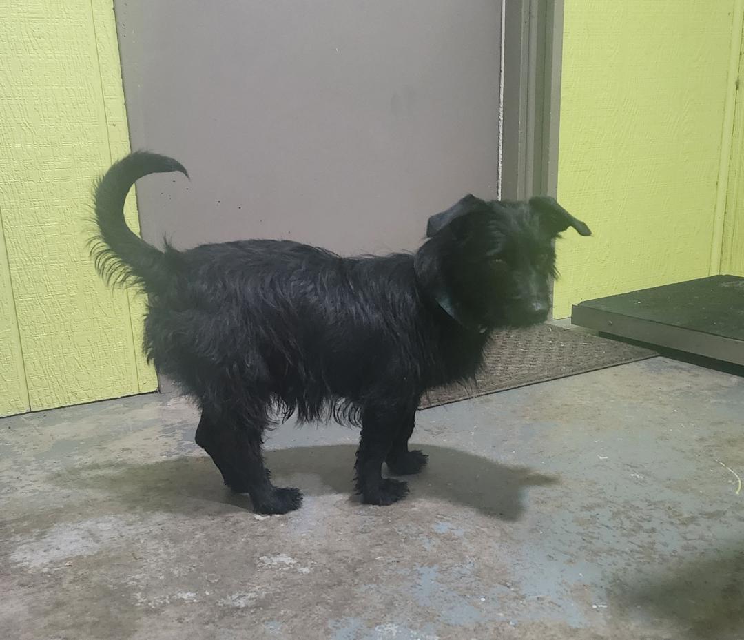 Enlarge Grover, a Adoptable mixed breed in Point Pleasant, WV image 3/4