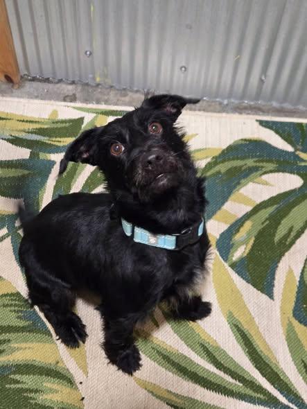 Grover, Adoptable, Adult Male Mixed Breed.