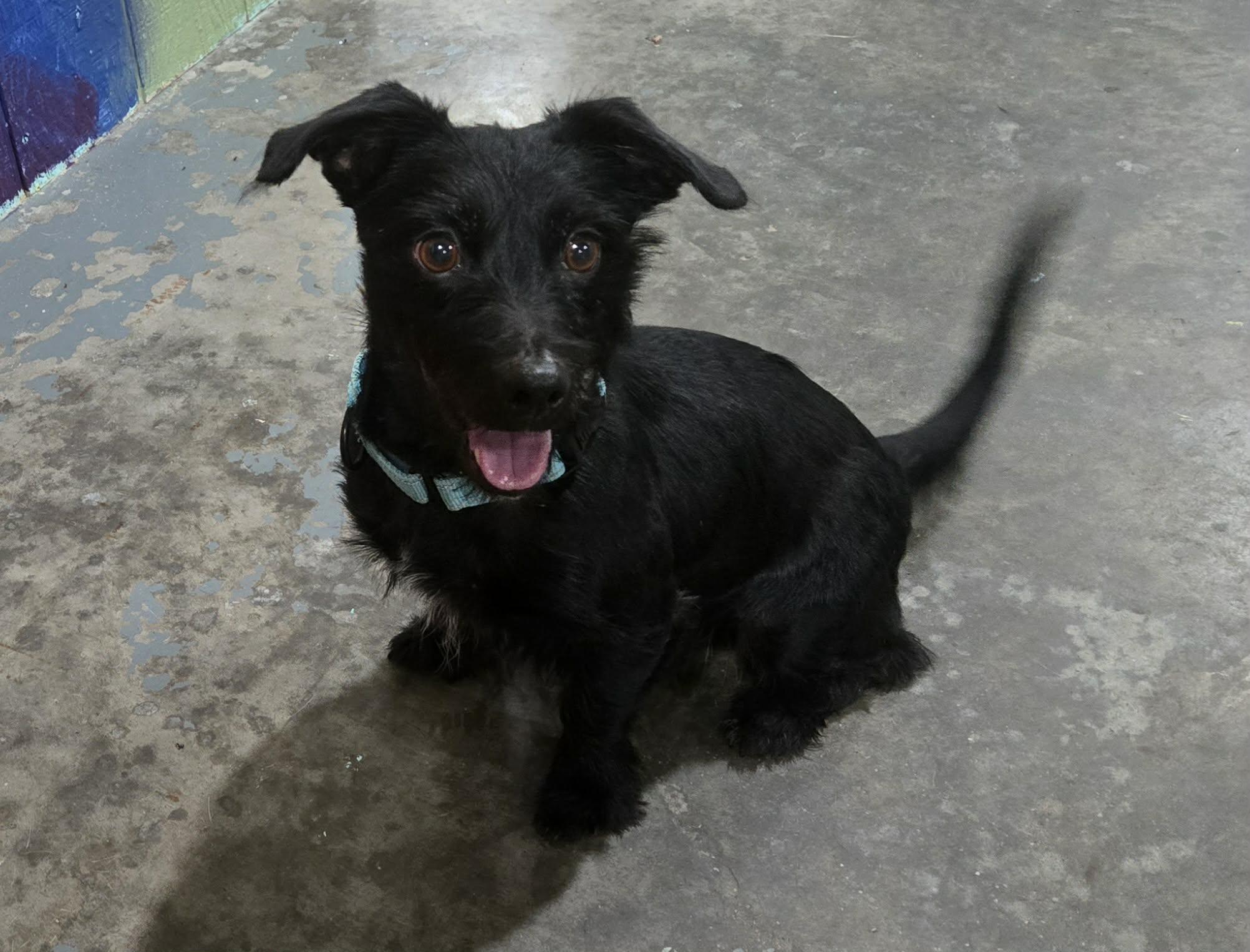 Enlarge Grover, a Adoptable mixed breed in Point Pleasant, WV image 2/4