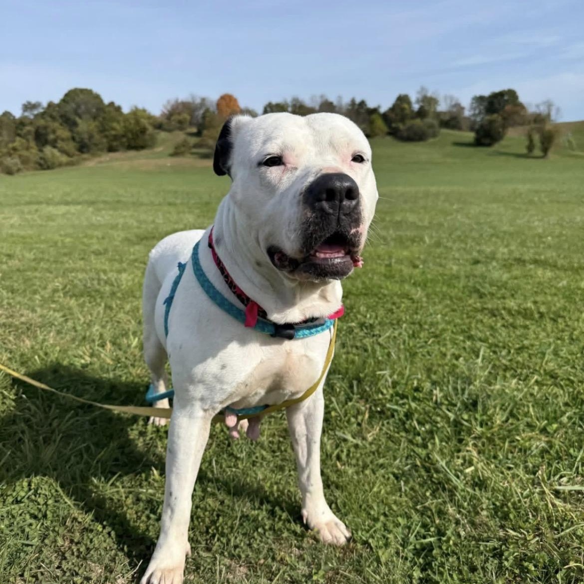 Enlarge Luna, an adopted mixed breed in Cumberland, RI image 3/6