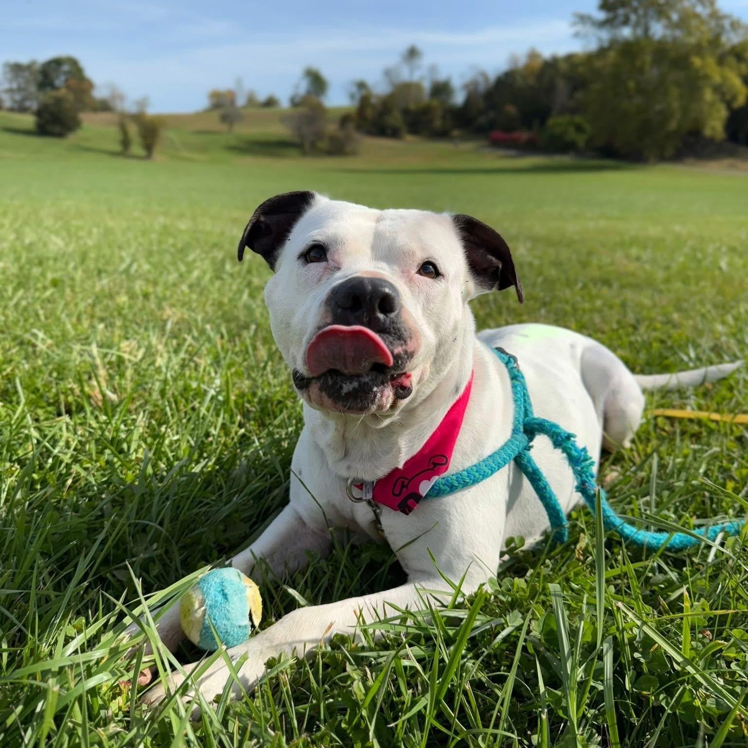 Enlarge Luna, an adopted mixed breed in Cumberland, RI image 2/6