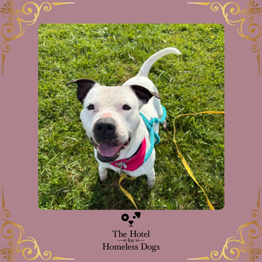 Luna, Adoptable, Adult Male American Staffordshire Terrier & Terrier.