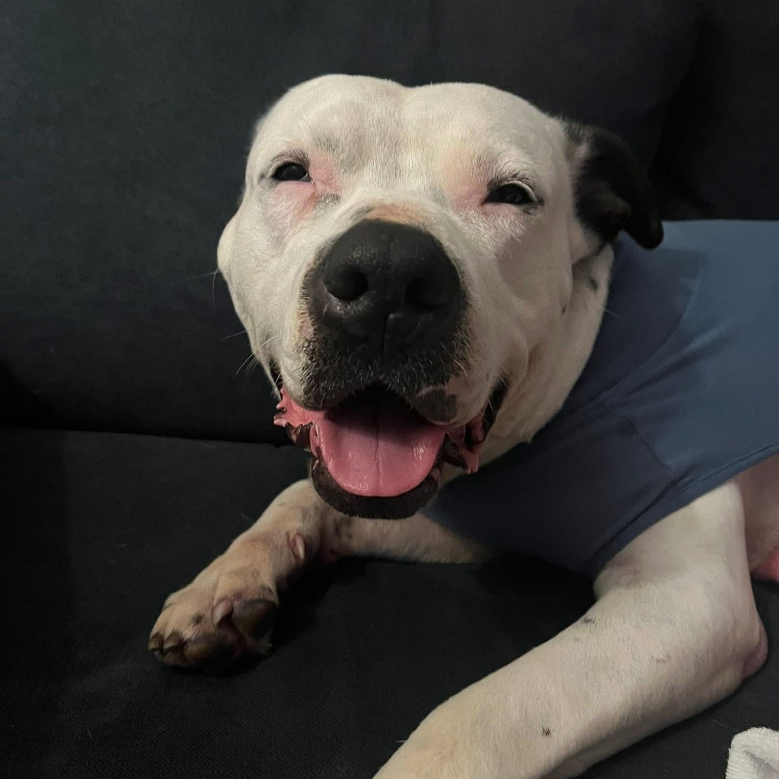 Enlarge Luna, an adopted mixed breed in Cumberland, RI image 5/6