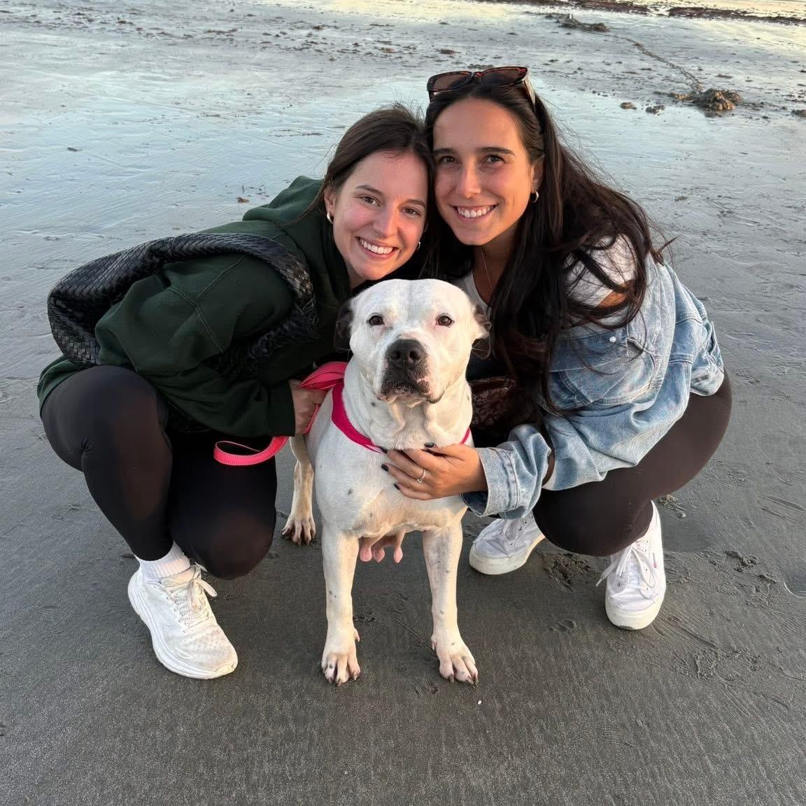 Enlarge Luna, an adopted mixed breed in Cumberland, RI image 6/6