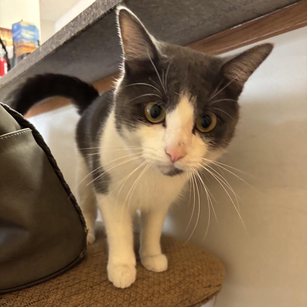 Flocker C66906, a Adoptable Domestic Short Hair in Minnetonka, MN image 1/4