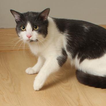 Flocker C66906, a Adoptable Domestic Short Hair in Minnetonka, MN image 2/4